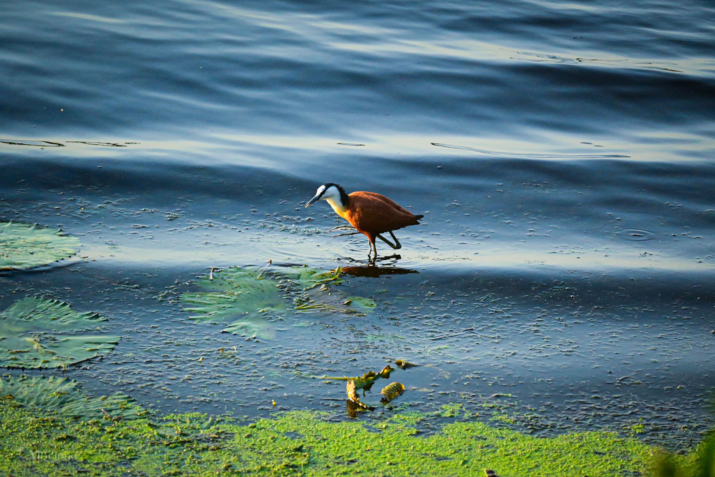 African jacana (Actophilornis africanus), LC, iSimangaliso Wetland Park