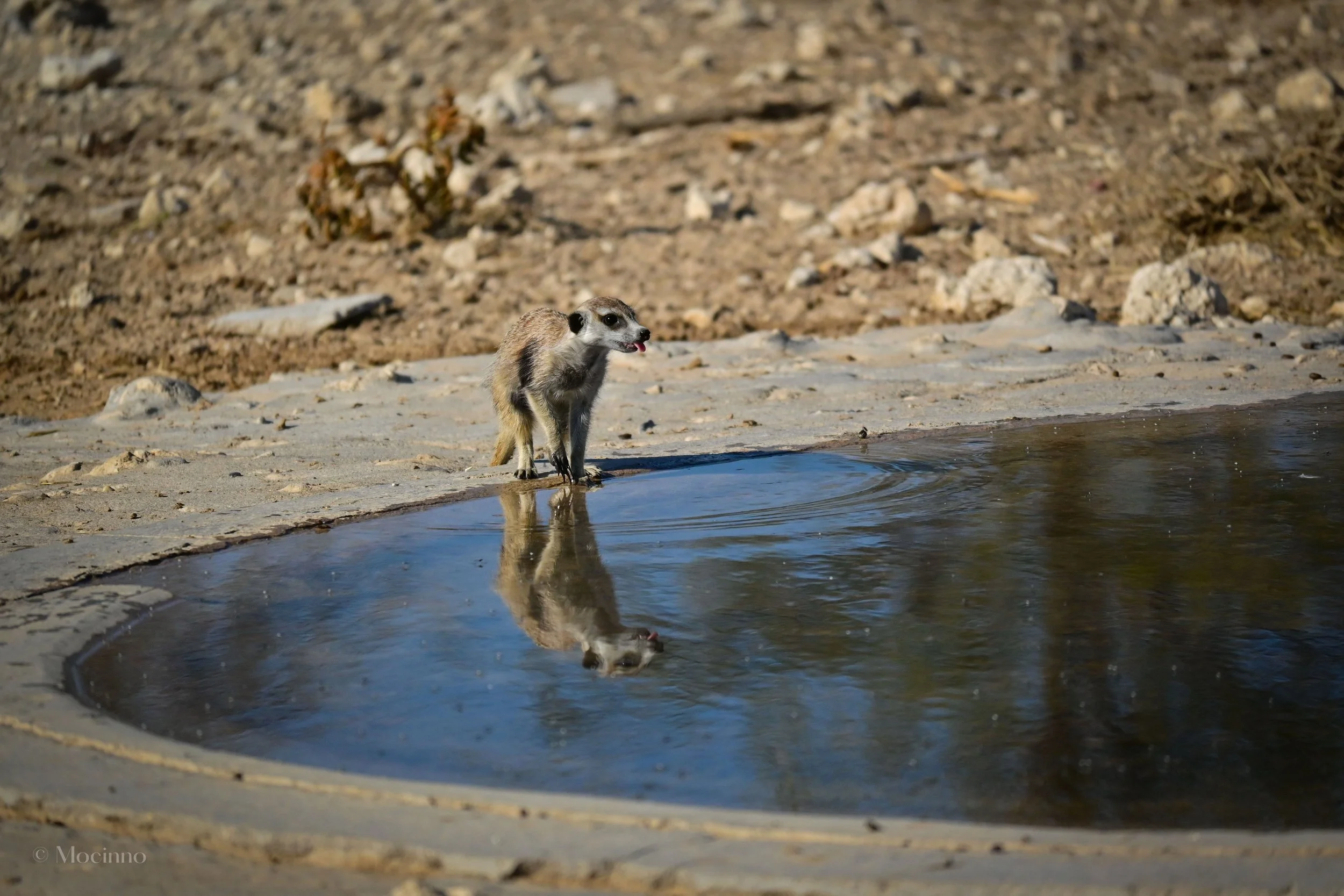 Meerkats get their water intake predominantly from their diet. They rarely drink water directly. 