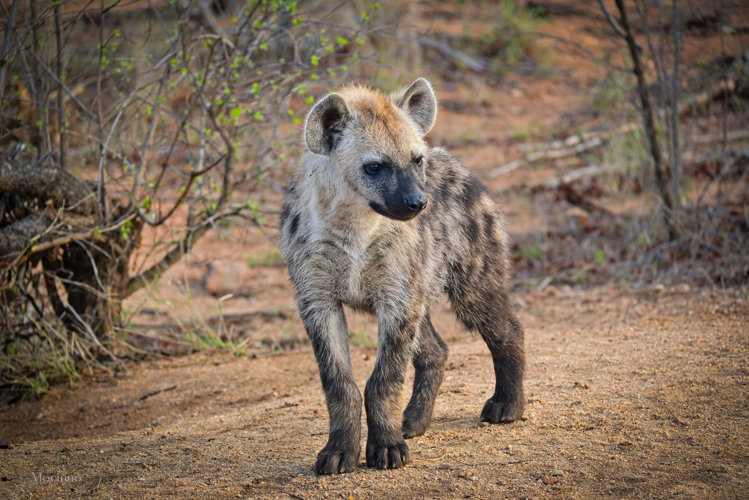 Spotted Hyena cub (Crocuta crocuta), LC, Kruger National Park