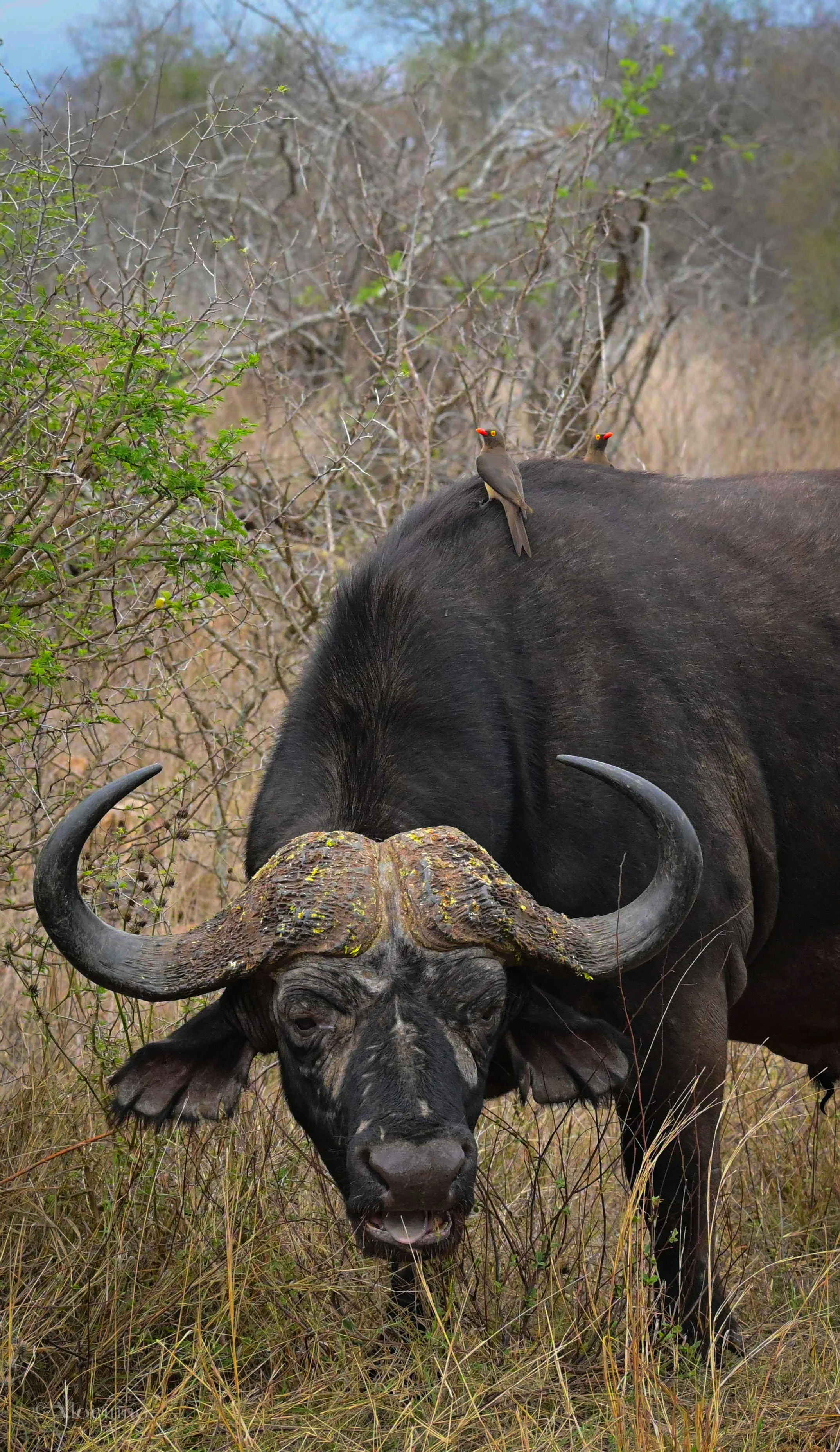 Red-billed Oxpeckers (Buphagus erythrorynchus), LC, Kruger National Park