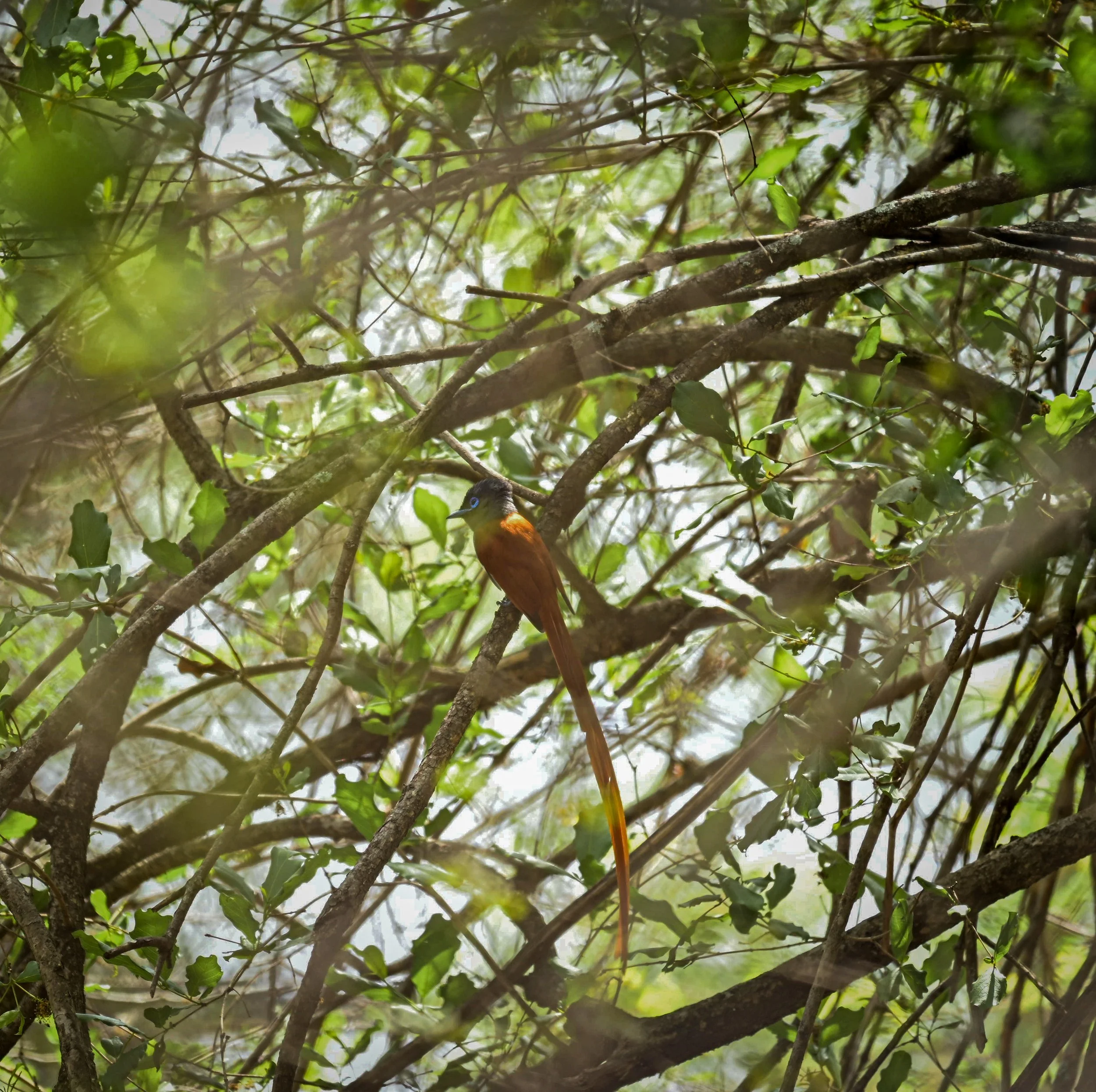 African paradise flycatcher (Terpsiphone viridis), LC, Kruger National Park