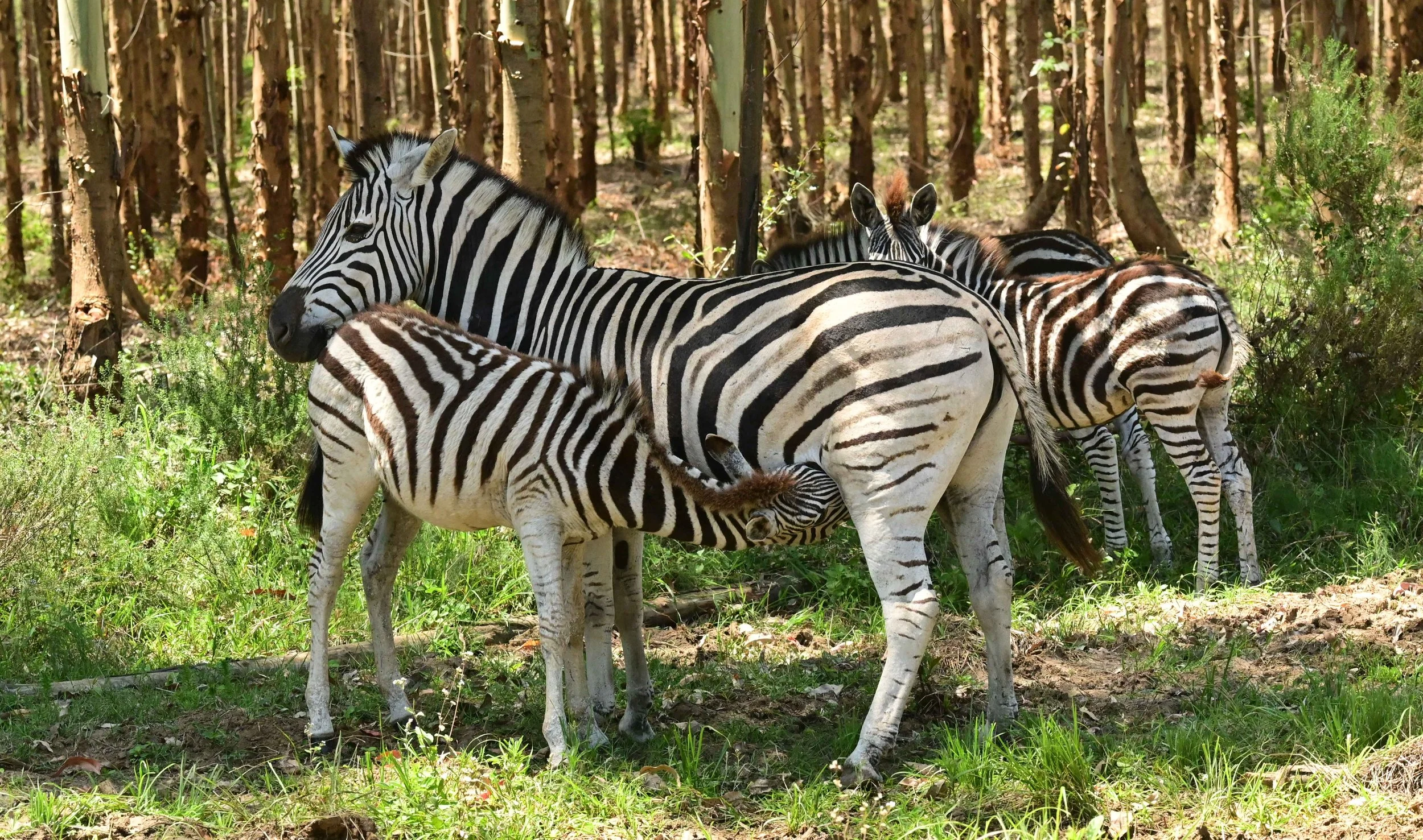 iSimangaliso Wetland Park