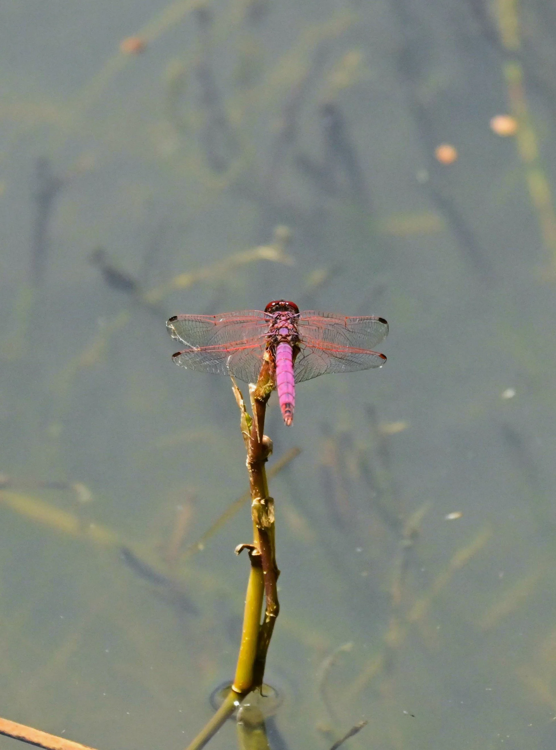 iSimangaliso Wetland Park