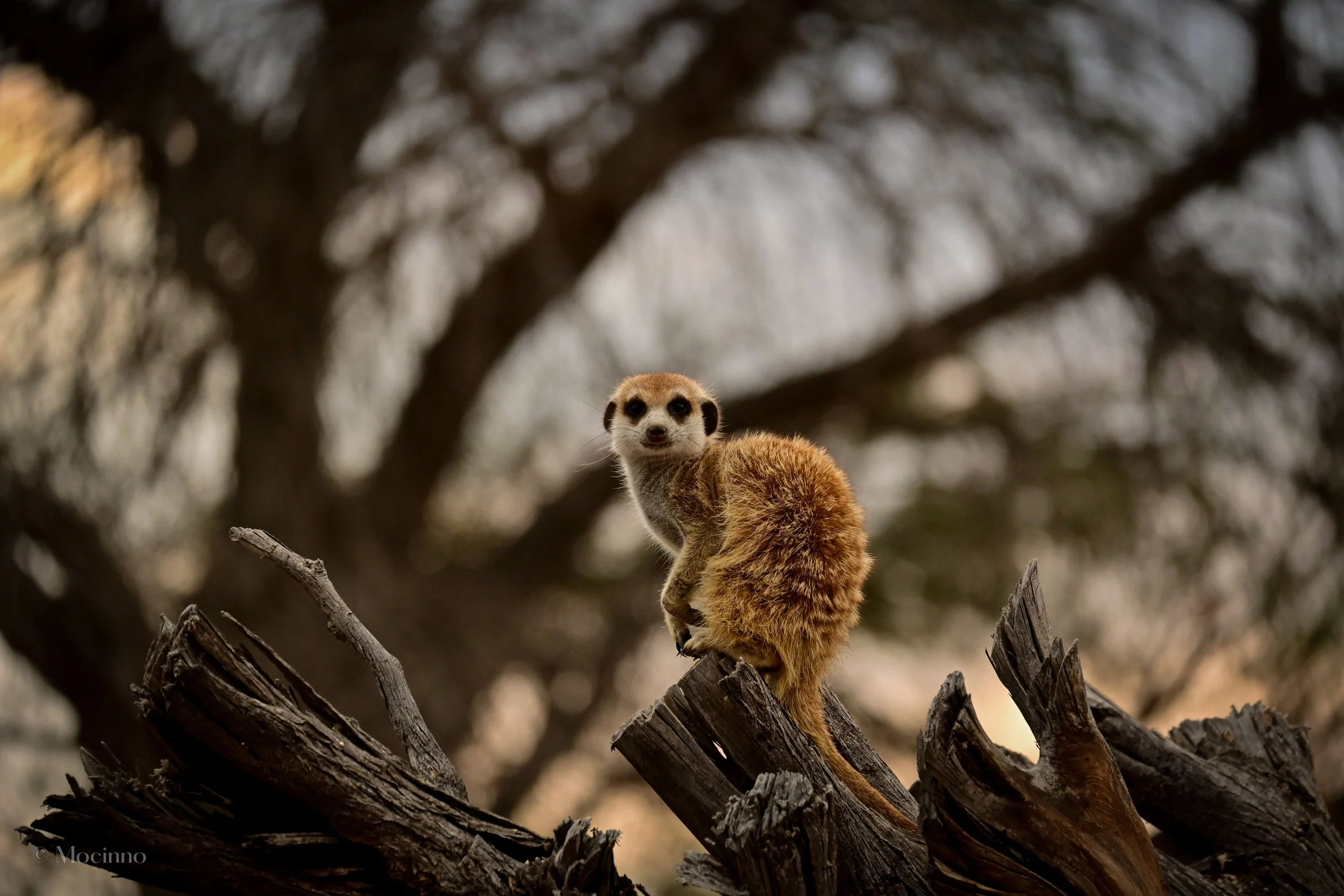 An individual from a wild group, being vigilant during a habituation session.