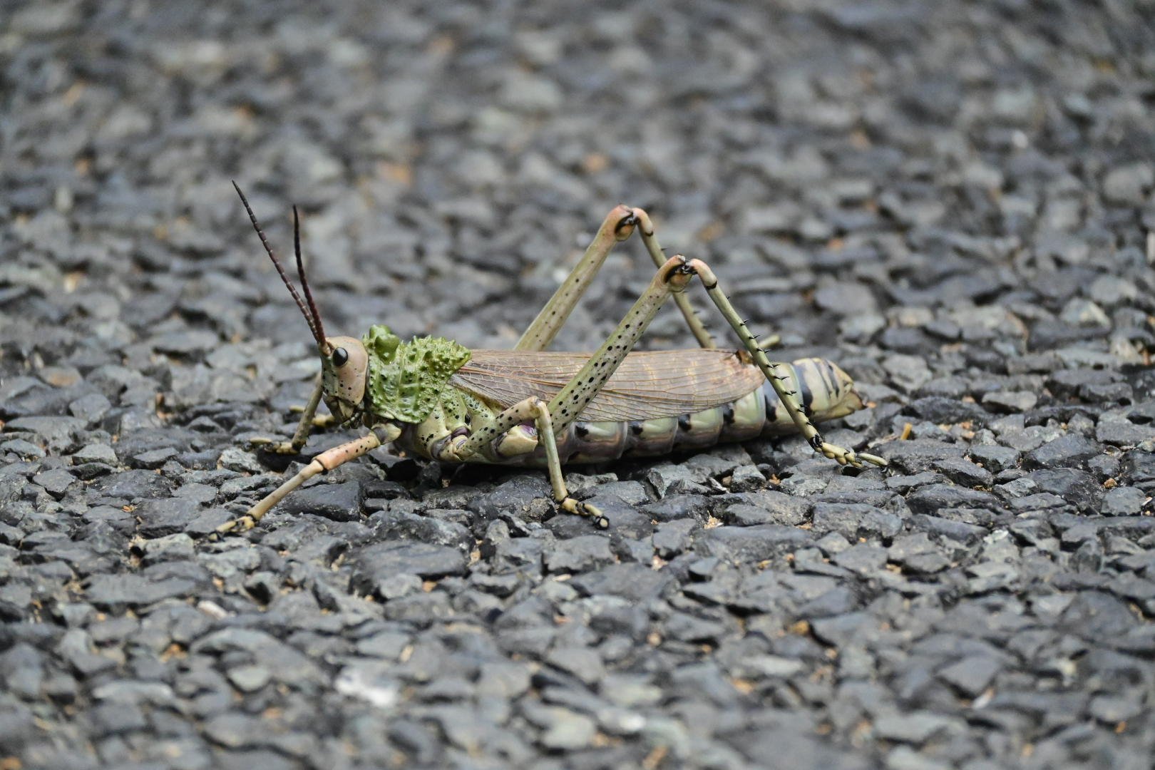 iSimangaliso Wetland Park