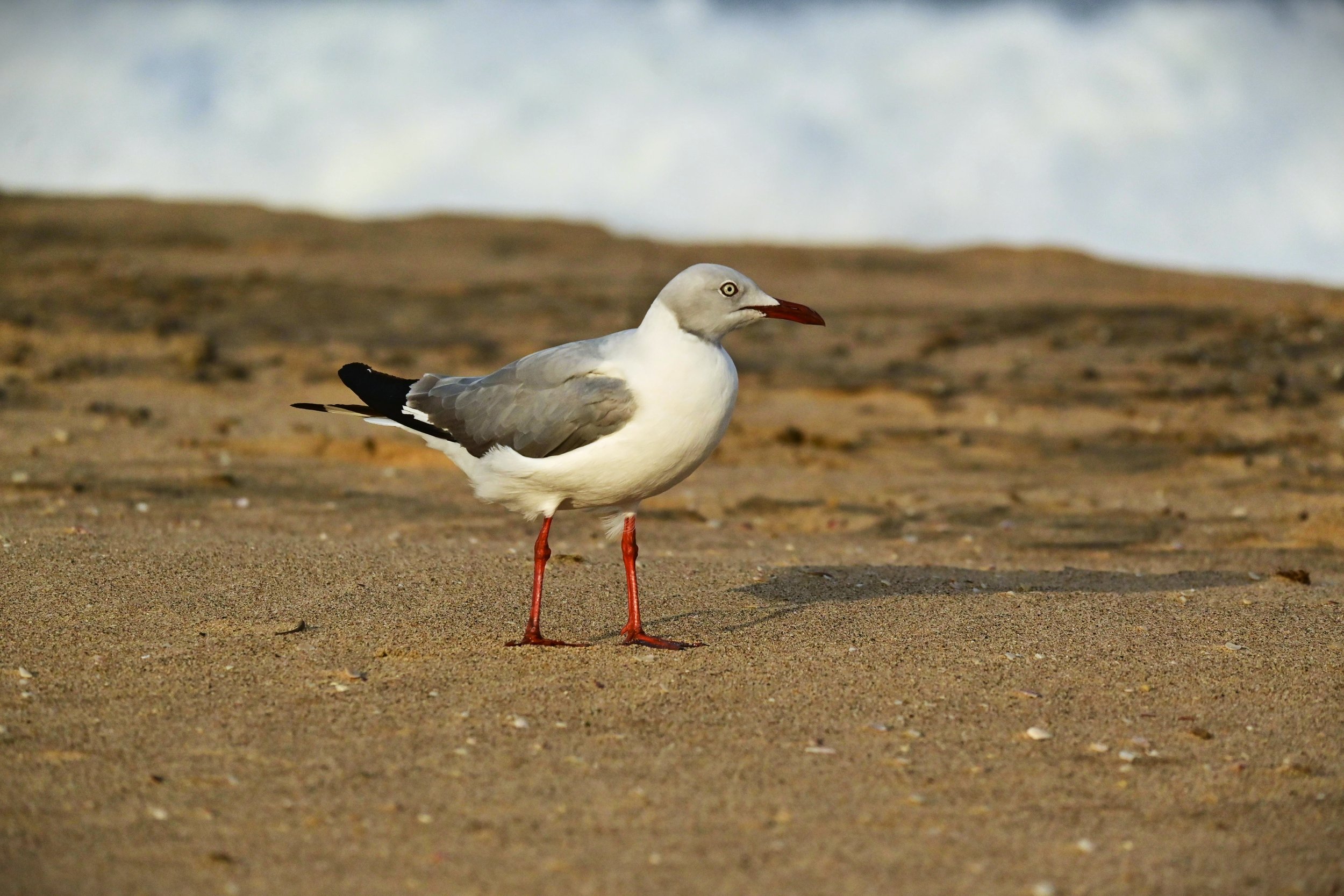 Grey-headed Gull (Chroicocephalus cirrocephalus), LC, iSimangaliso Wetland Park