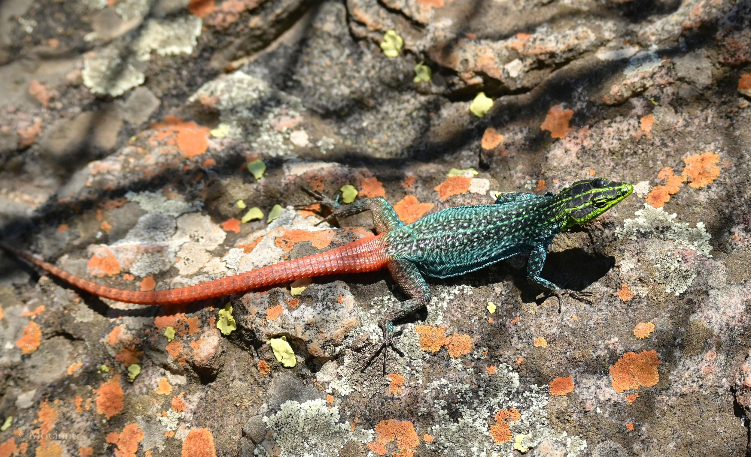 Southern Rock Agama (Agama atra), LC, Blyde River Canyon Nature Reserve