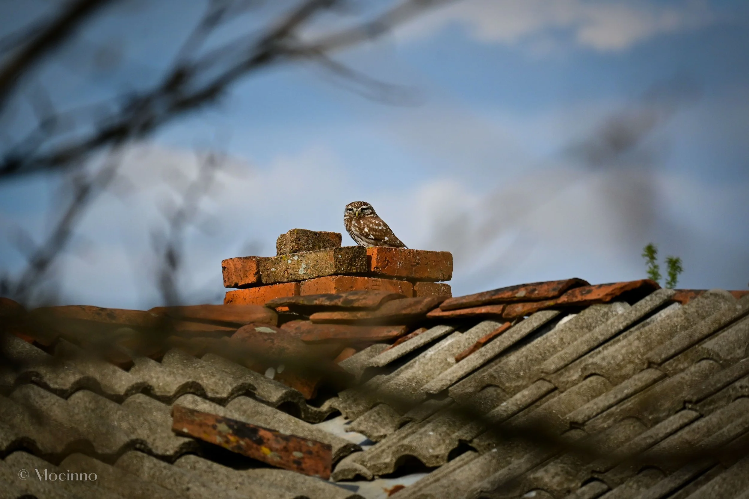 Little owl (Athene noctua), LC, Borislavtsi, Bulgaria