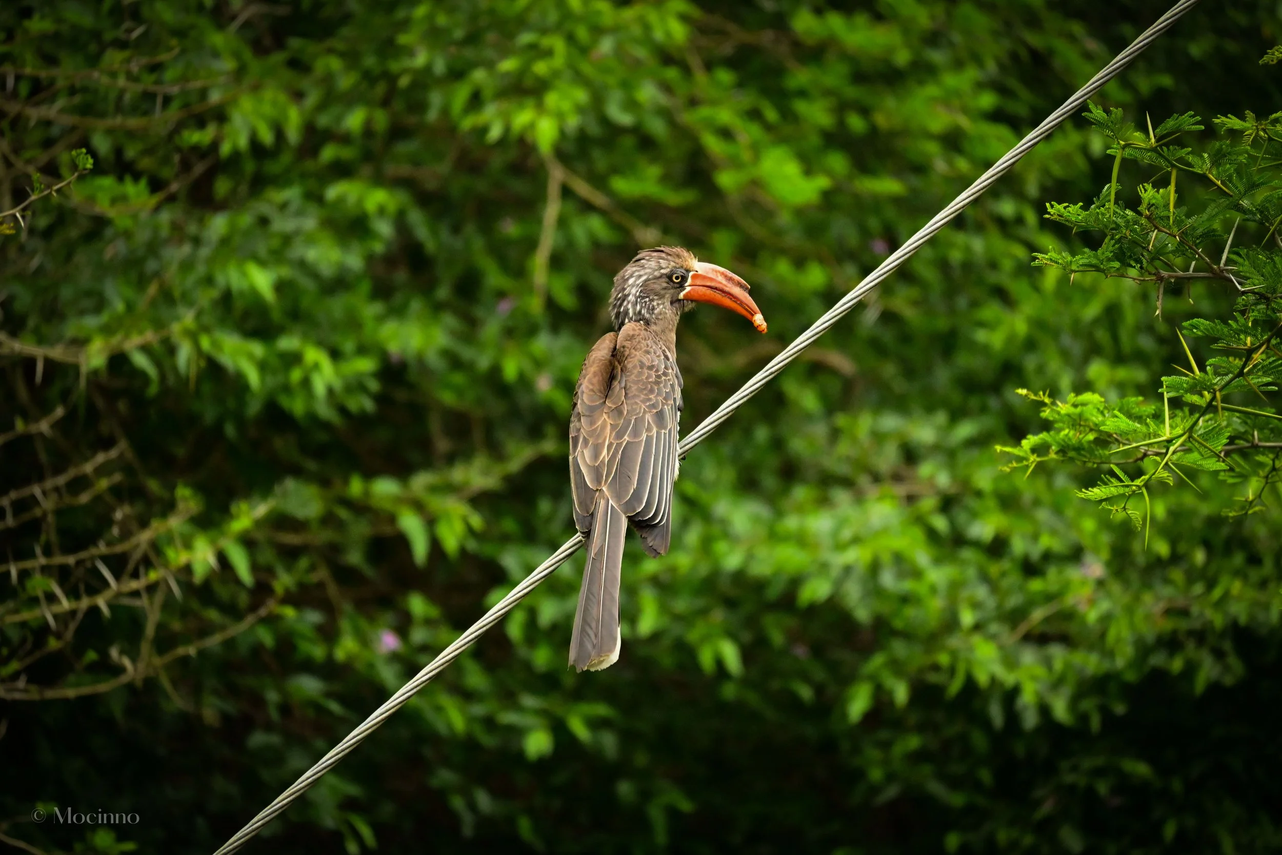 Crowned hornbill (Lophoceros alboterminatus), LC, iSimangaliso Wetland Park
