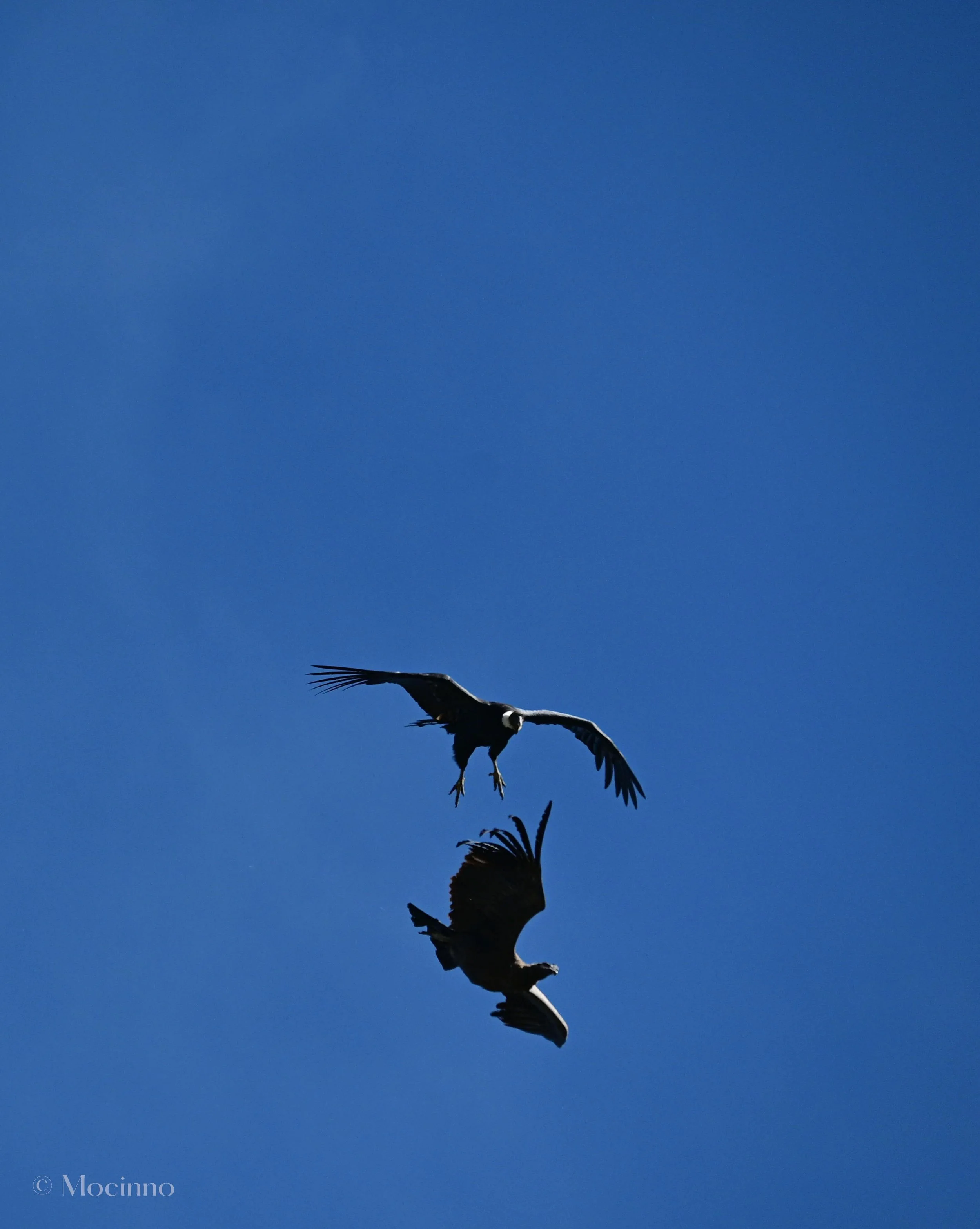 Andean Condor (Vultur gryphus), VU, Mirador Cruz del Cóndor, Cañón del Colca