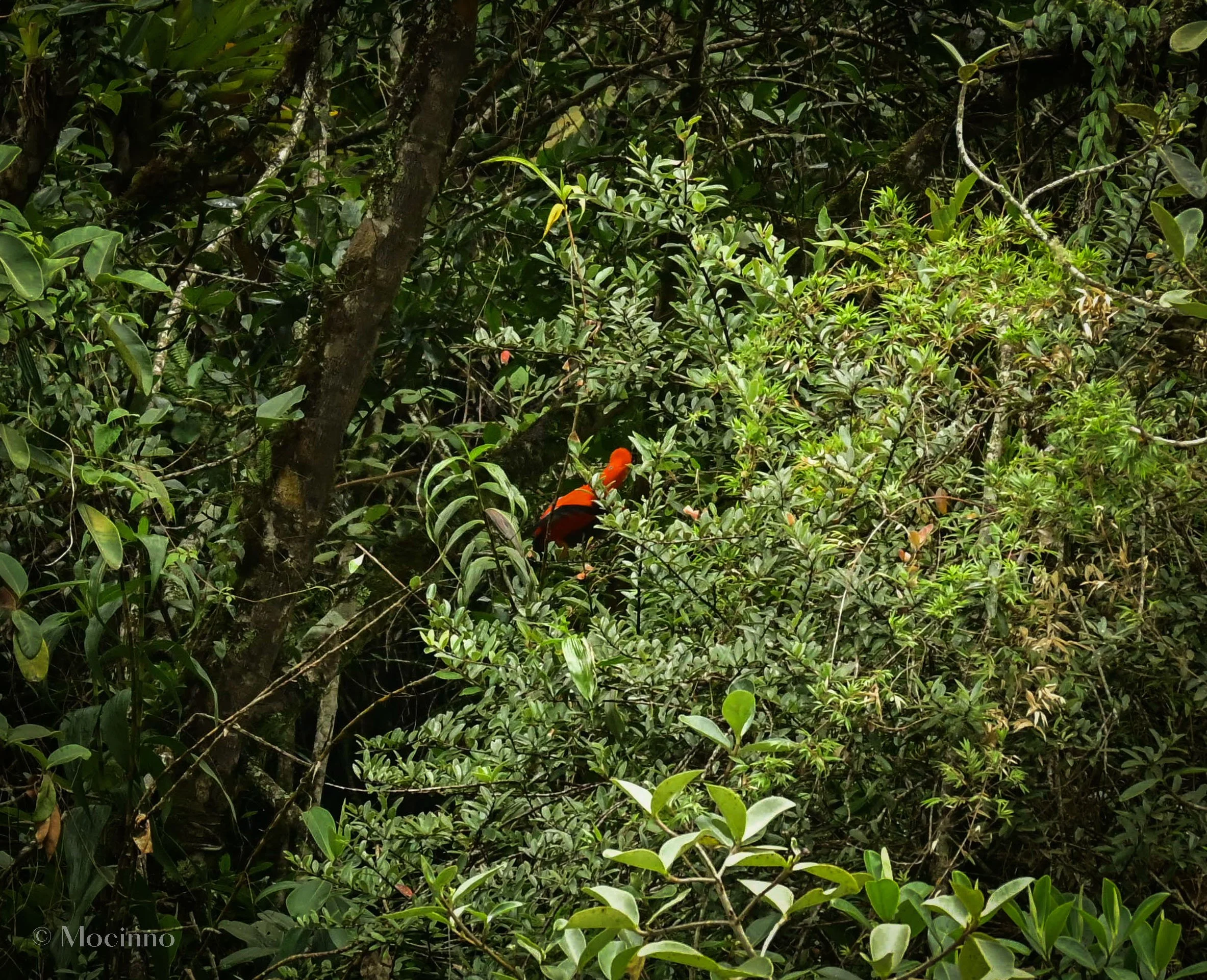 Cock-of-the-rock (Rupicola peruvianus), LC, Aguas Calientes