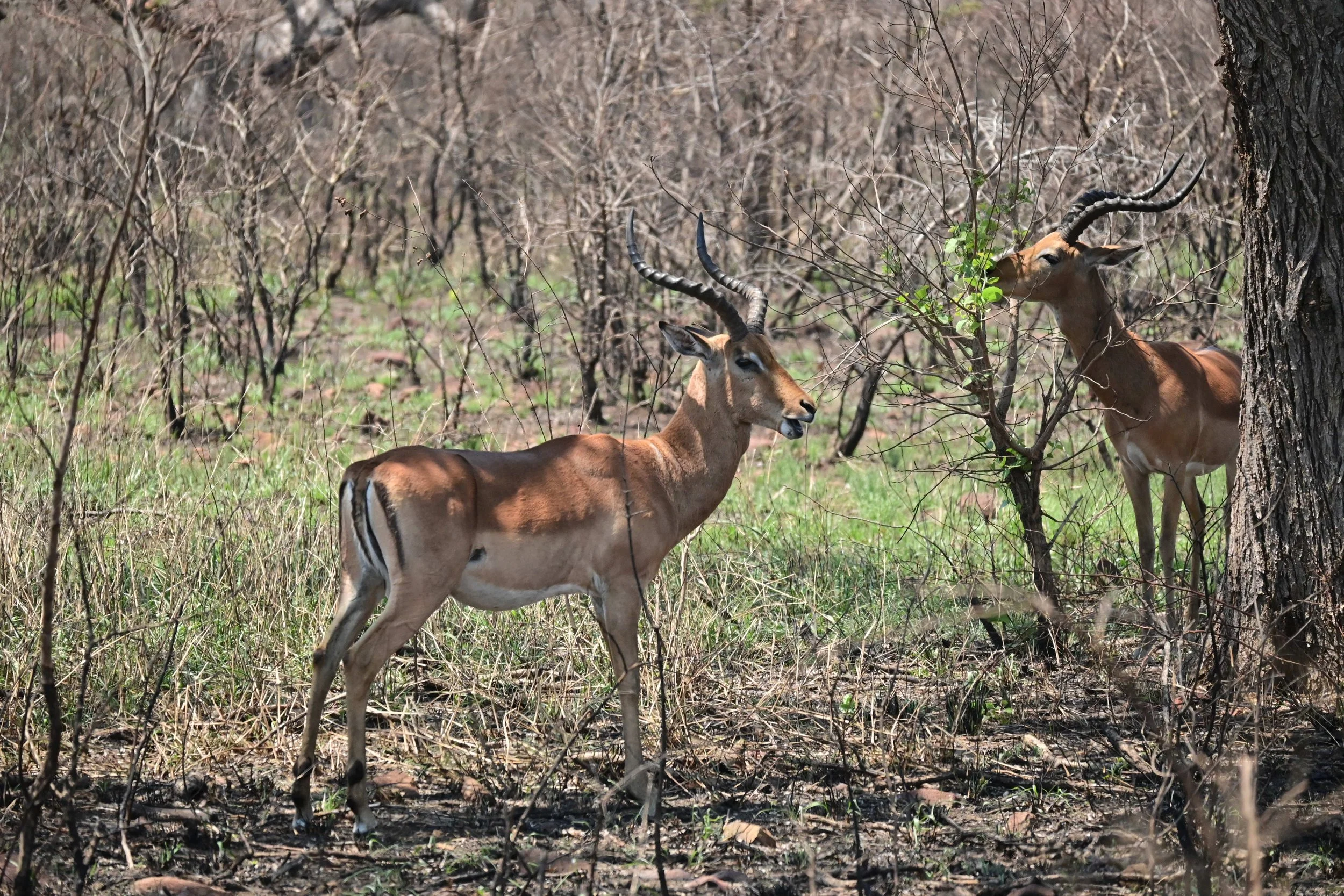 Impala (Aepyceros melampus), LC, 
Kruger National Park