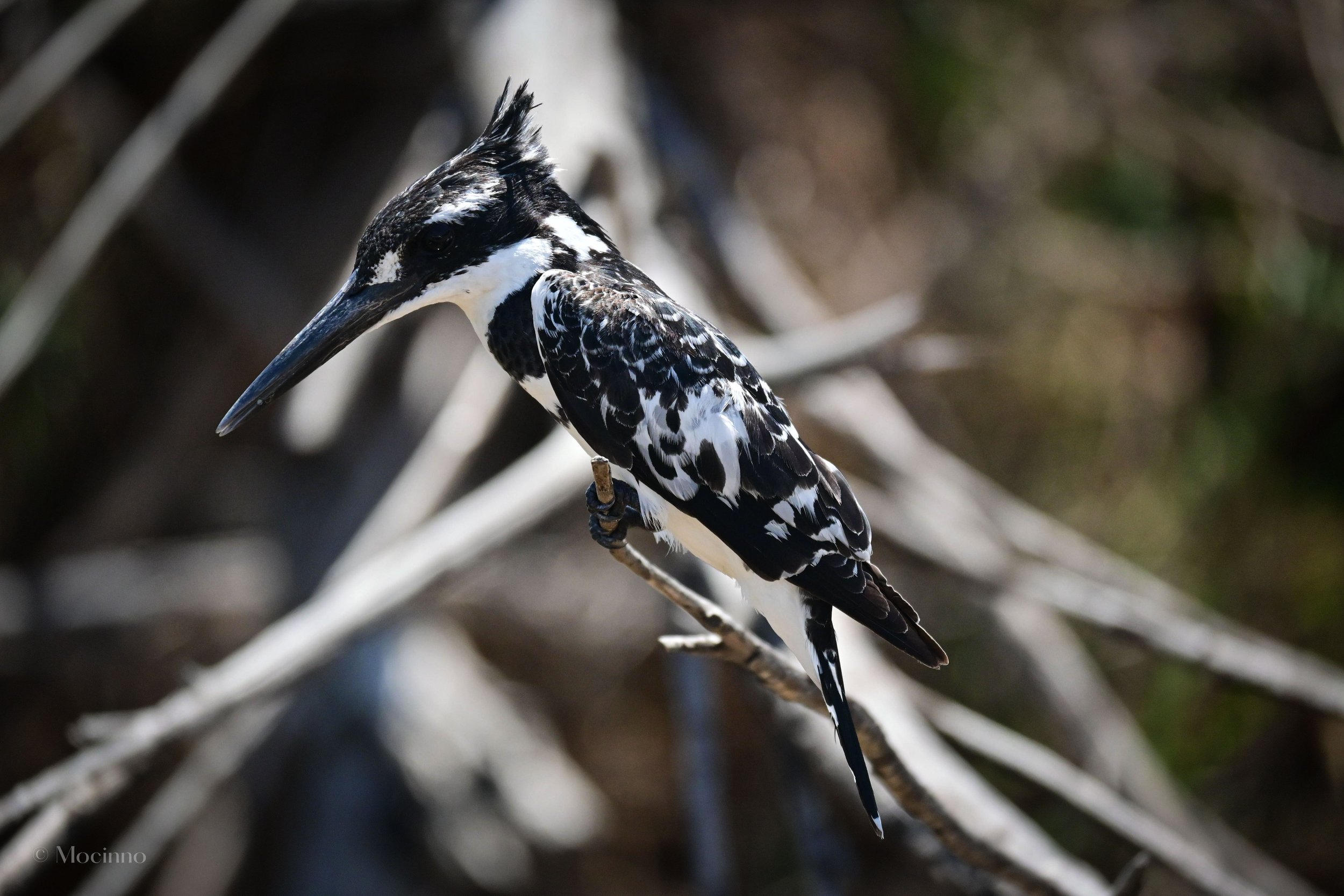 Pied Kingfisher (Ceryle rudis), LC, Kruger National Park