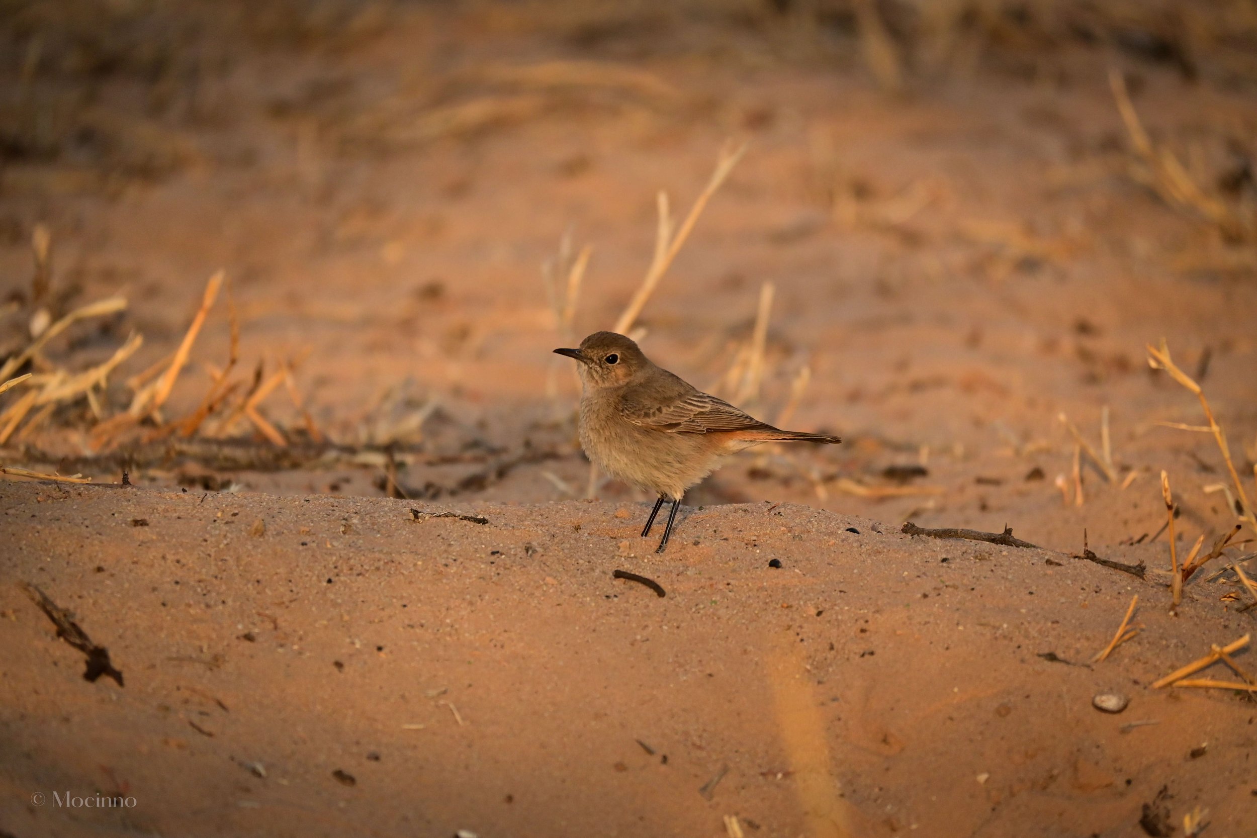 Familiar chat (Oenanthe familiaris), LC