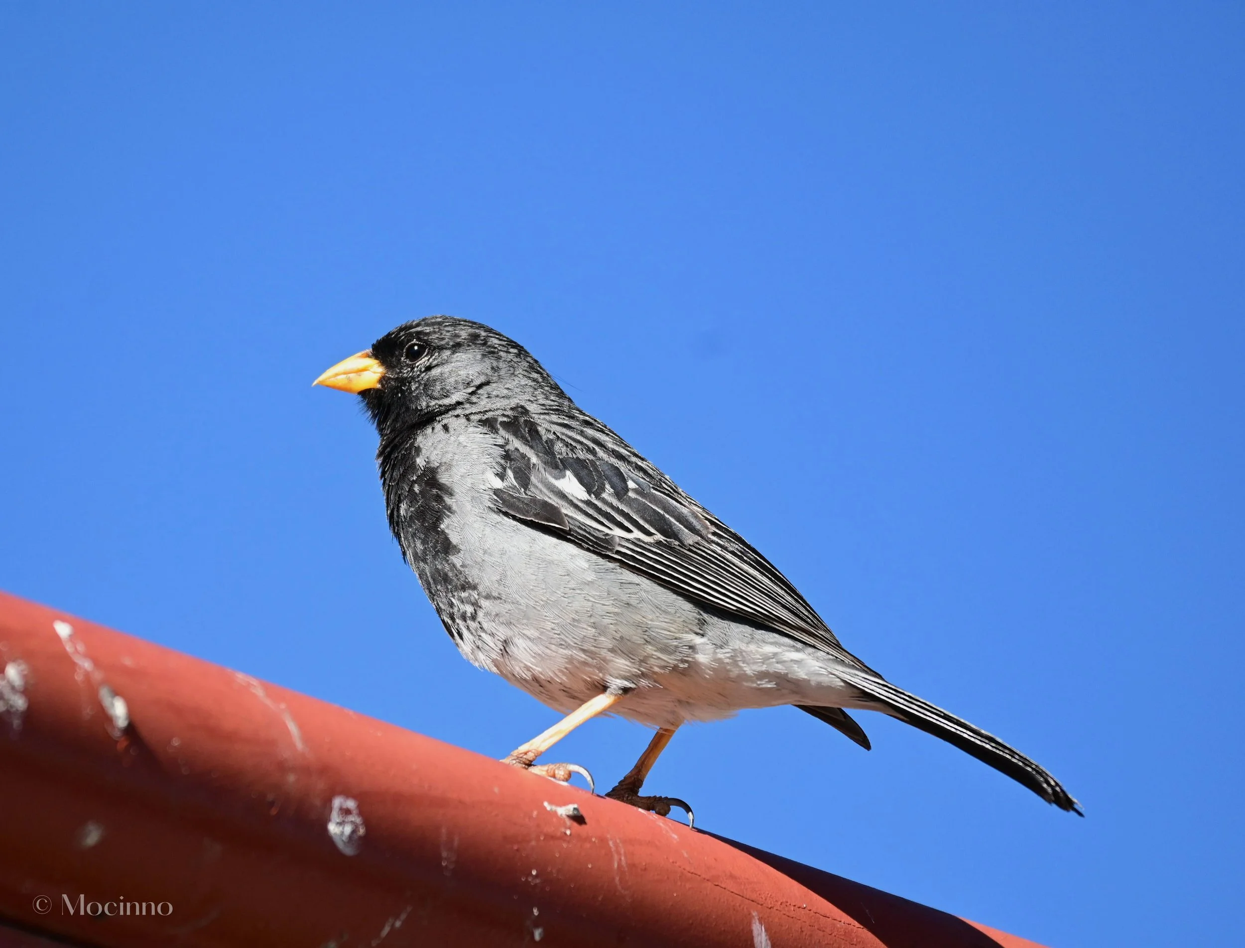 Mourning Sierra Finch (Rhopospina fruticeti), LC, Mirador Cruz del Cóndor, Cañón del Colca