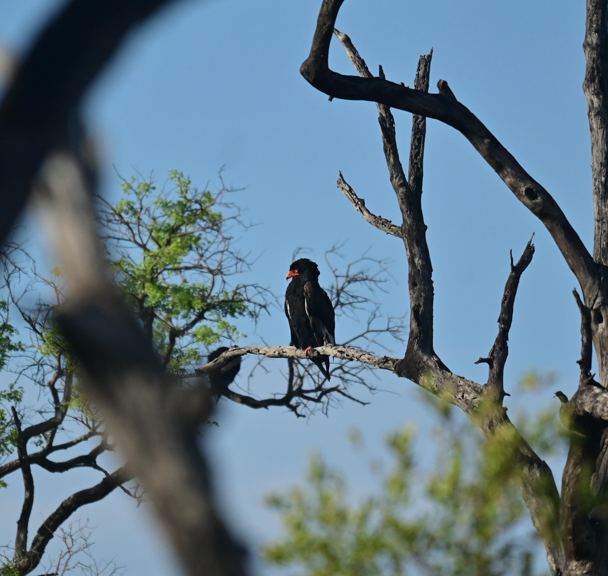 Bateleur (Terathopius ecaudatus), EN, Kruger National Park