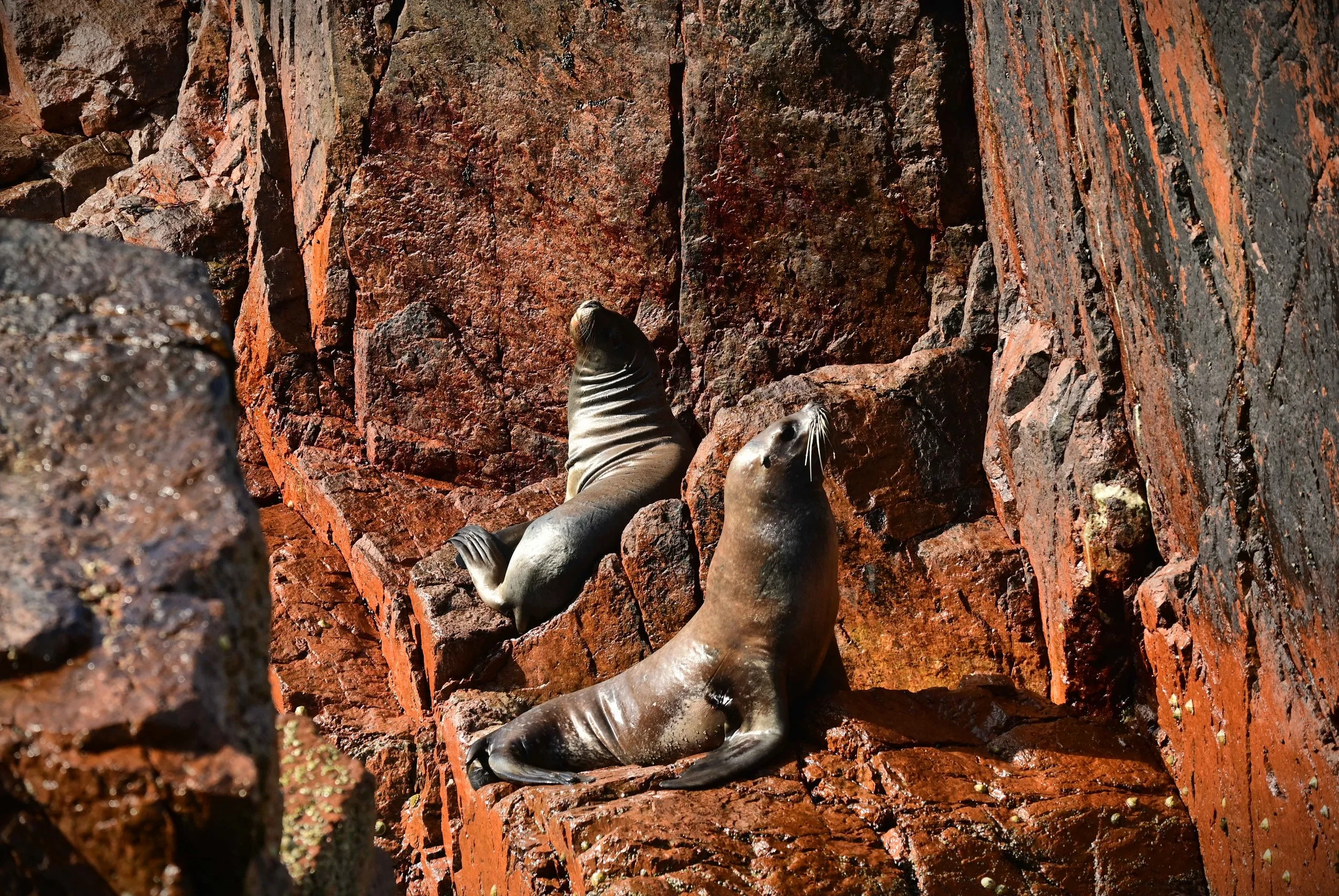 South American Sea Lion (Otaria flavescens), LC,
Islas Ballestas, Perú