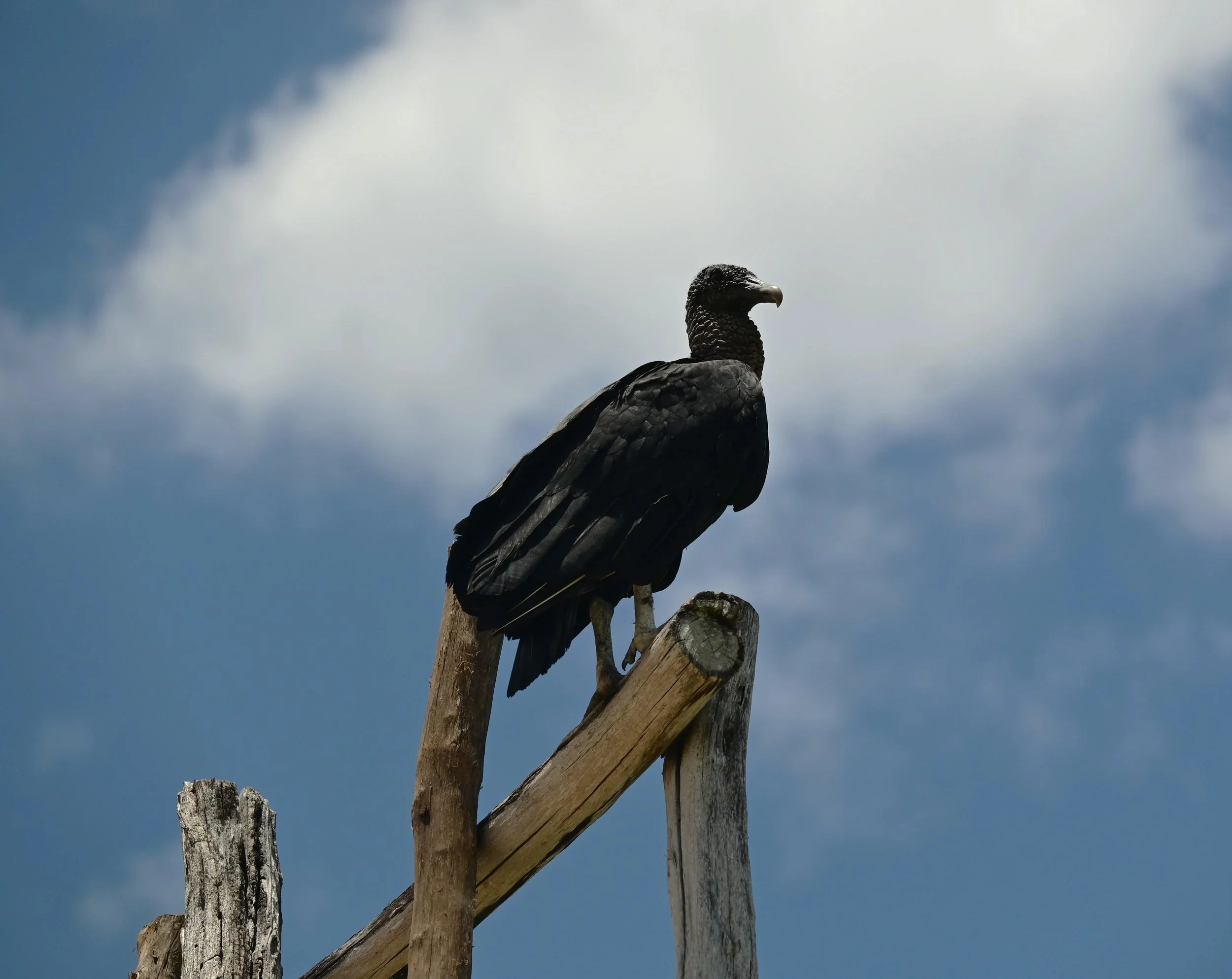 Black Vulture (Coragyps atratus), LC,
Ekʼ Balam, Yucatán, México