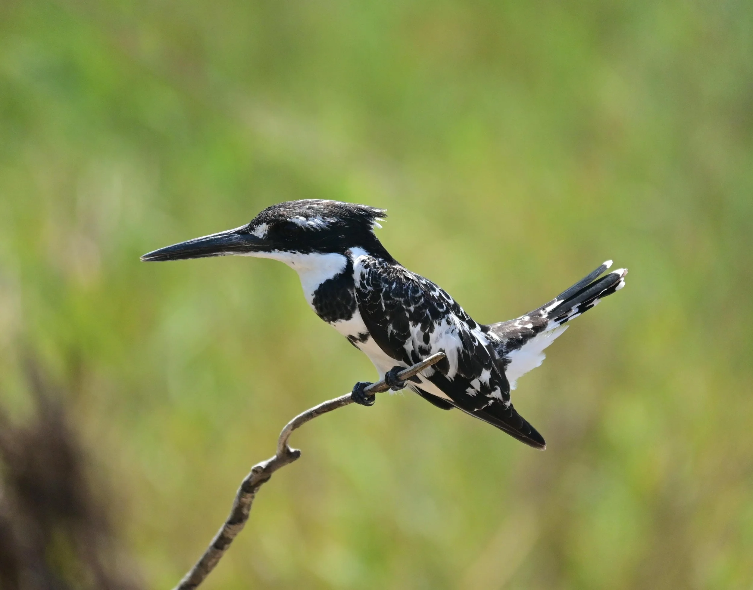 Pied Kingfisher (Ceryle rudis), LC, Kruger National Park