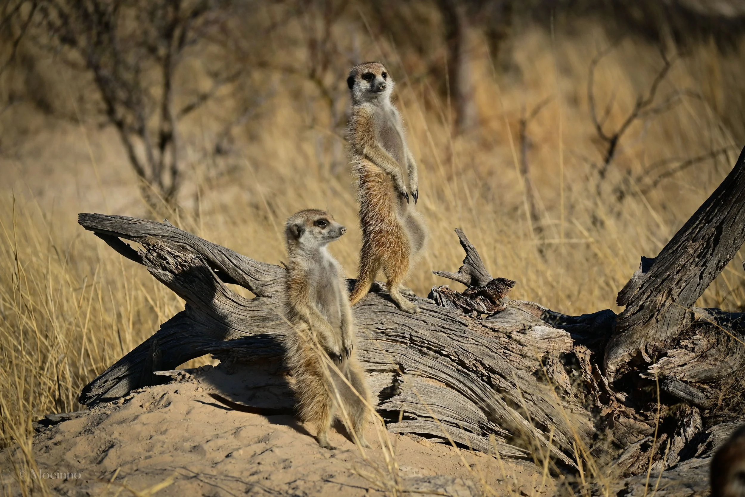 Sentinel individuals looking out for danger.