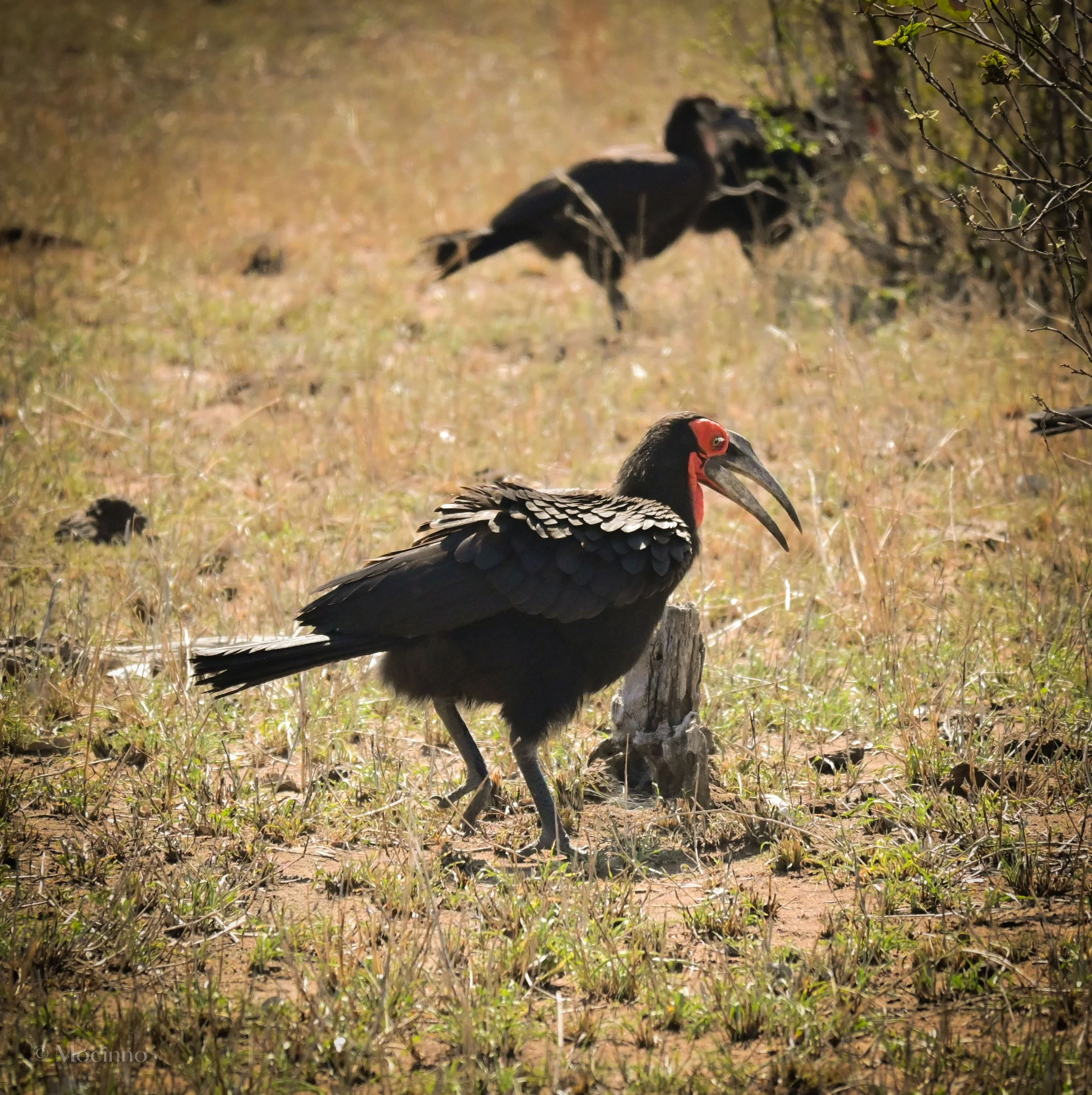 Southern Ground Hornbill (Bucorvus leadbeateri), VU, Kruger National Park