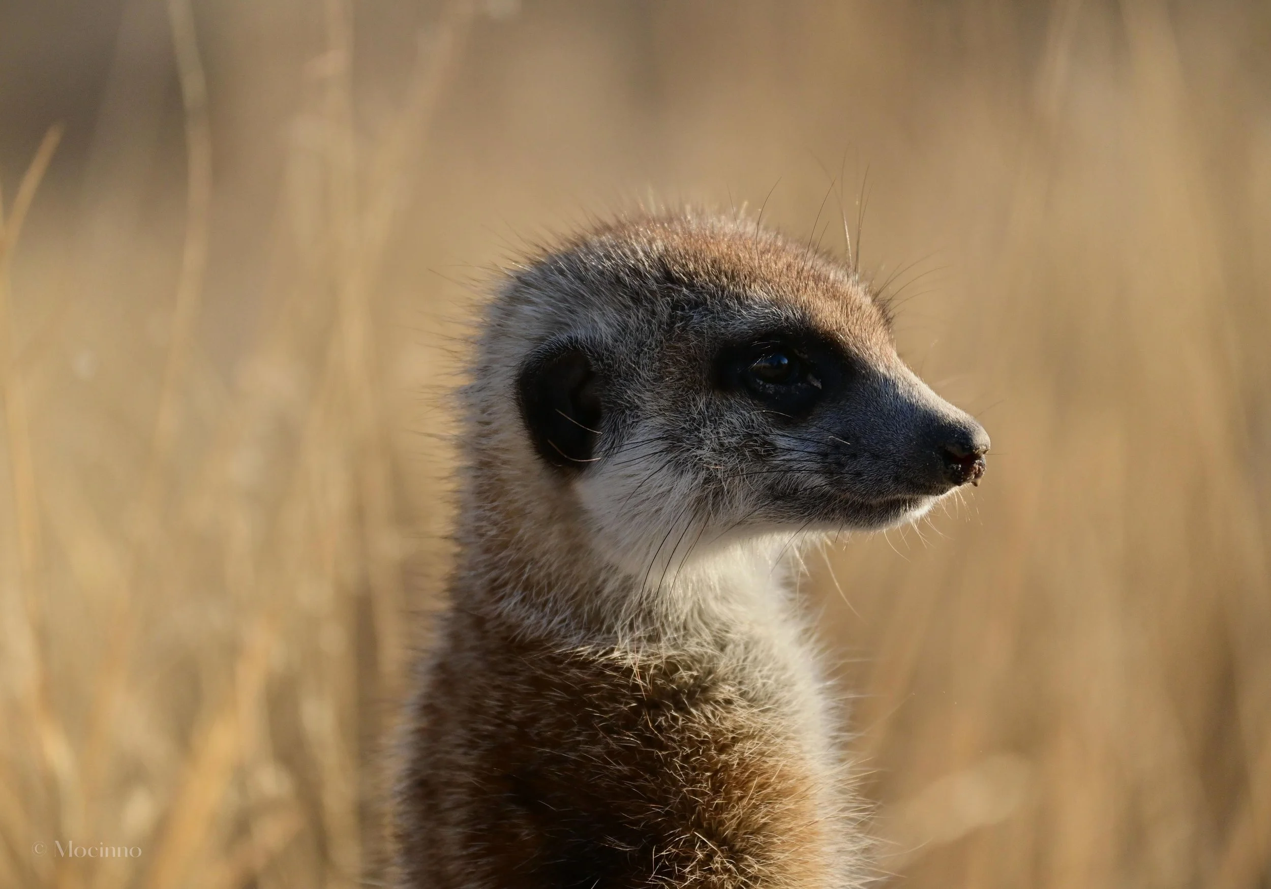DSC_11021.jpg