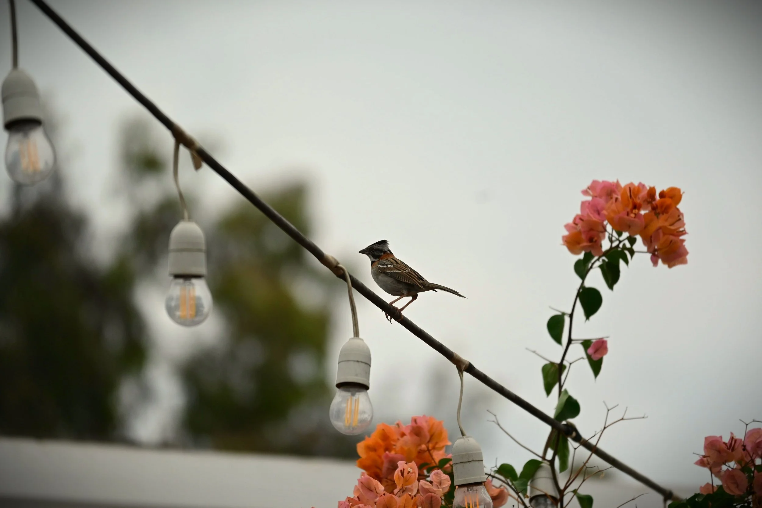 Rufous-collared Sparrow (Zonotrichia capensis), LC,
Perú