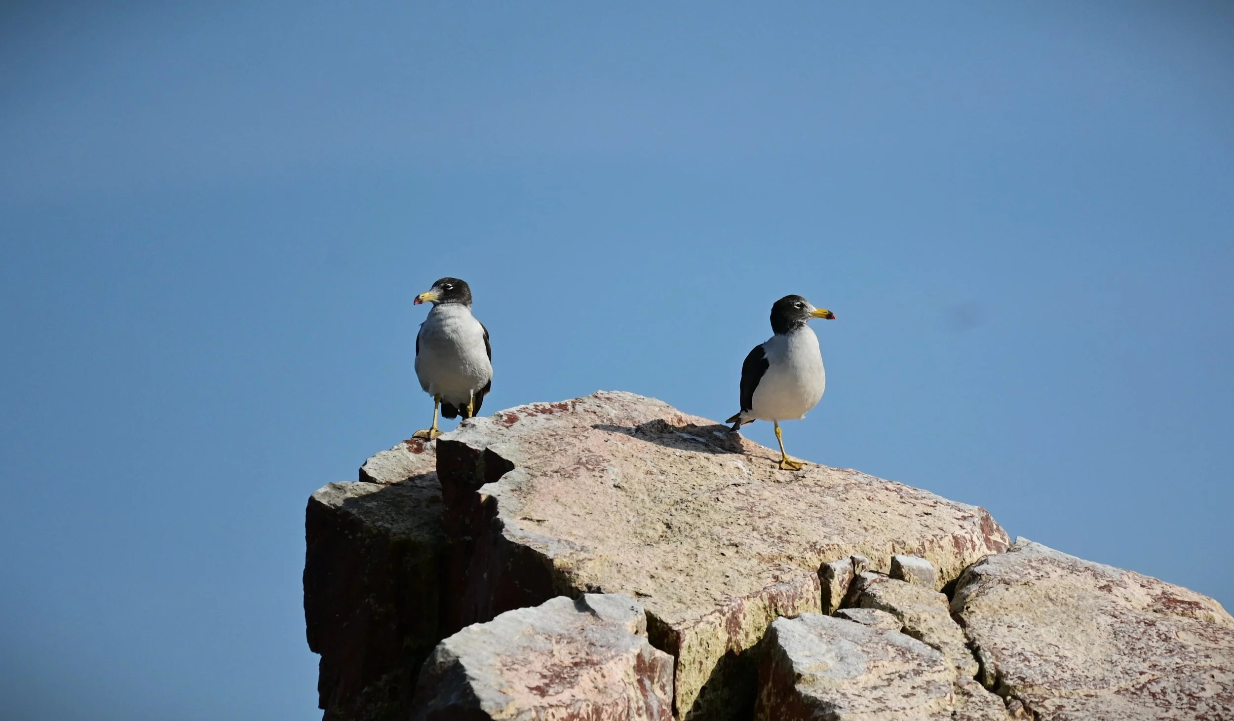 Belcher's Gull (Larus belcheri), LC, 
Islas Ballestas, Perú