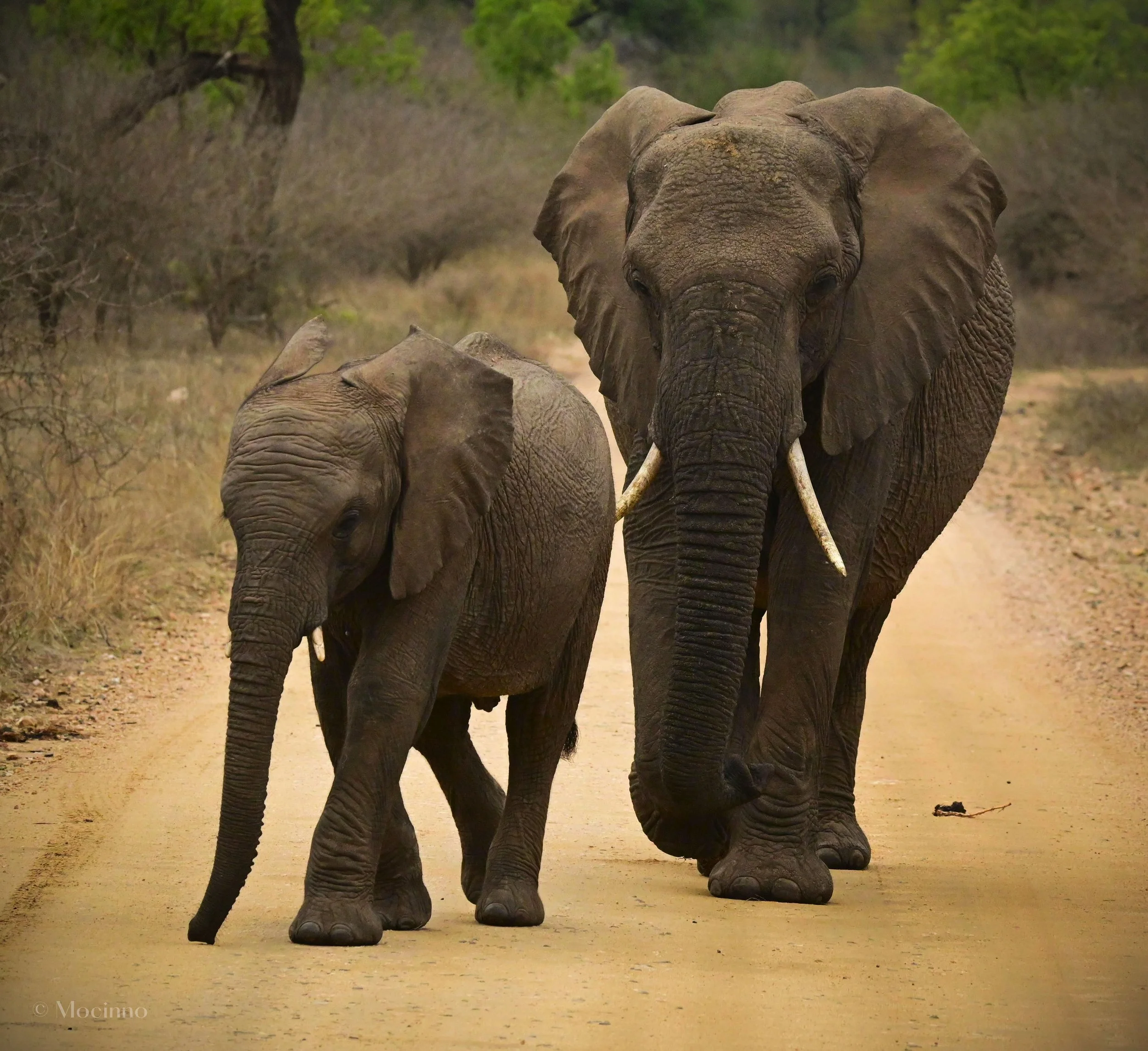 African Bush Elephant (Loxodonta africana), EN, Kruger National Park