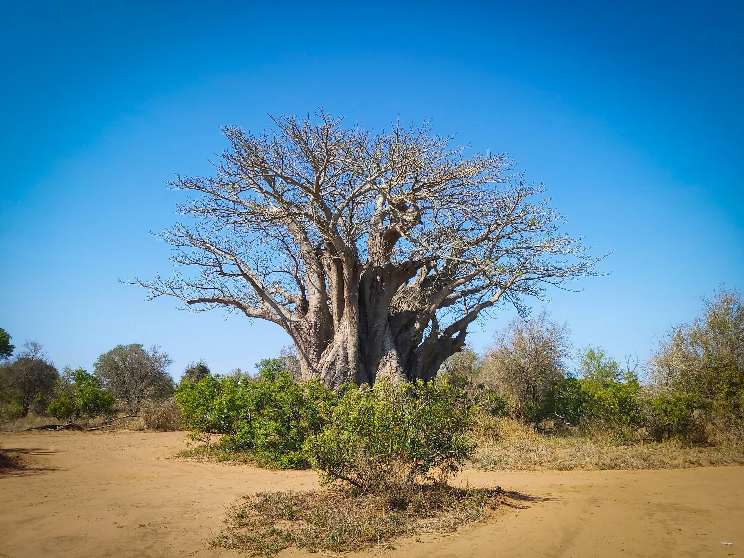 African Baobab (Adansonia digitata), LC, Kruger National Park