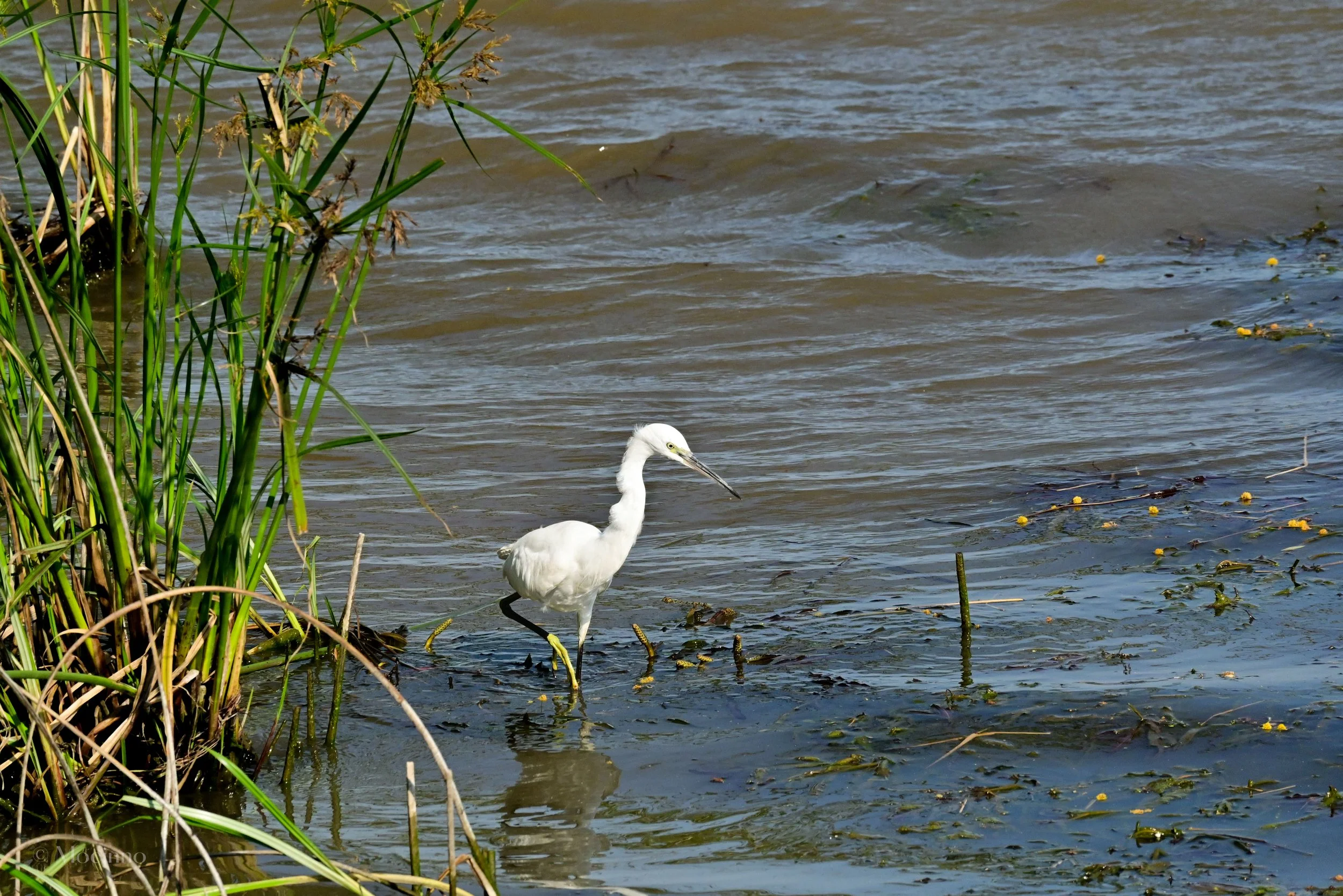 iSimangaliso Wetland Park