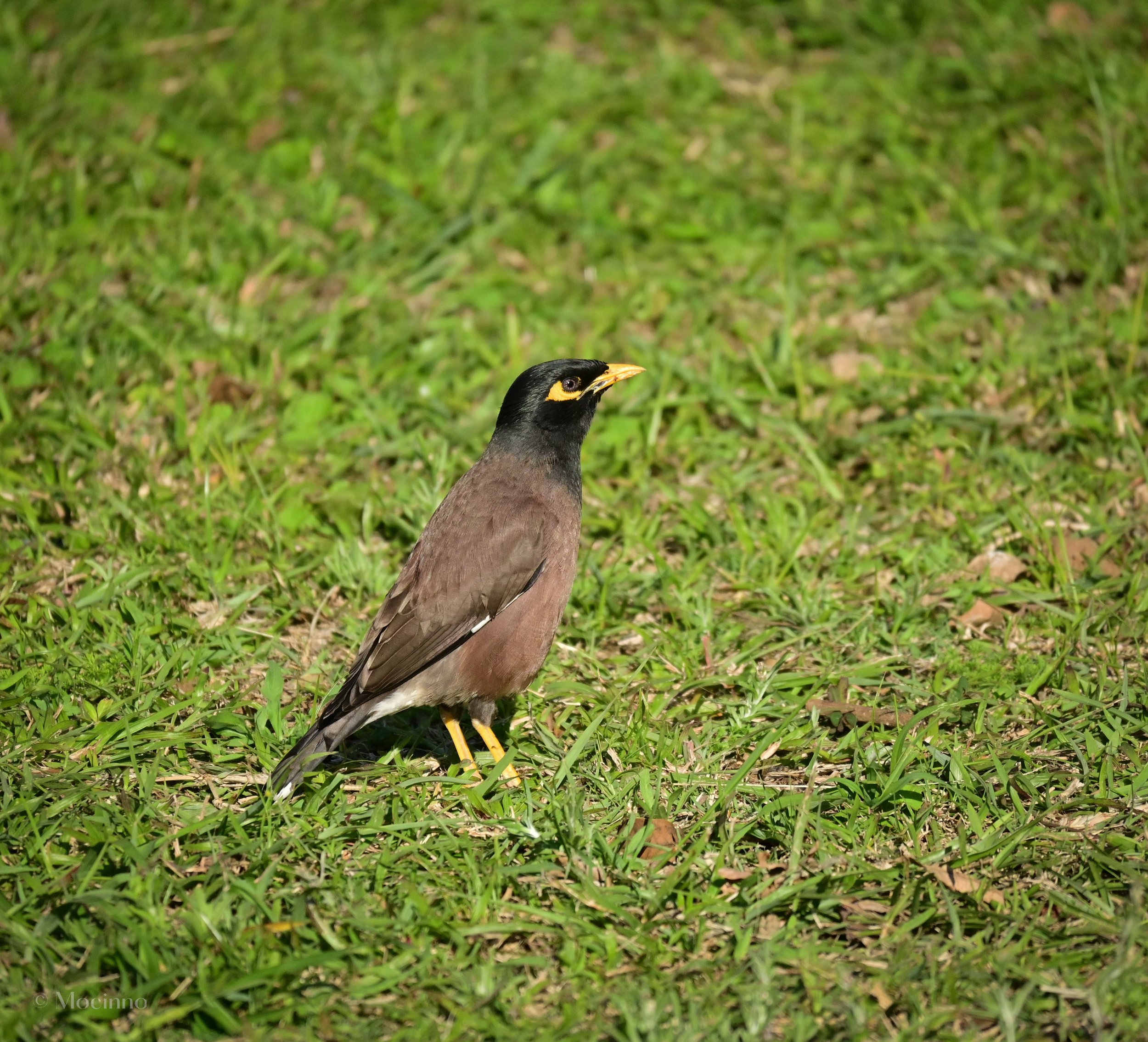 Common myna (Acridotheres tristis), LC, Drakensberg Mountains