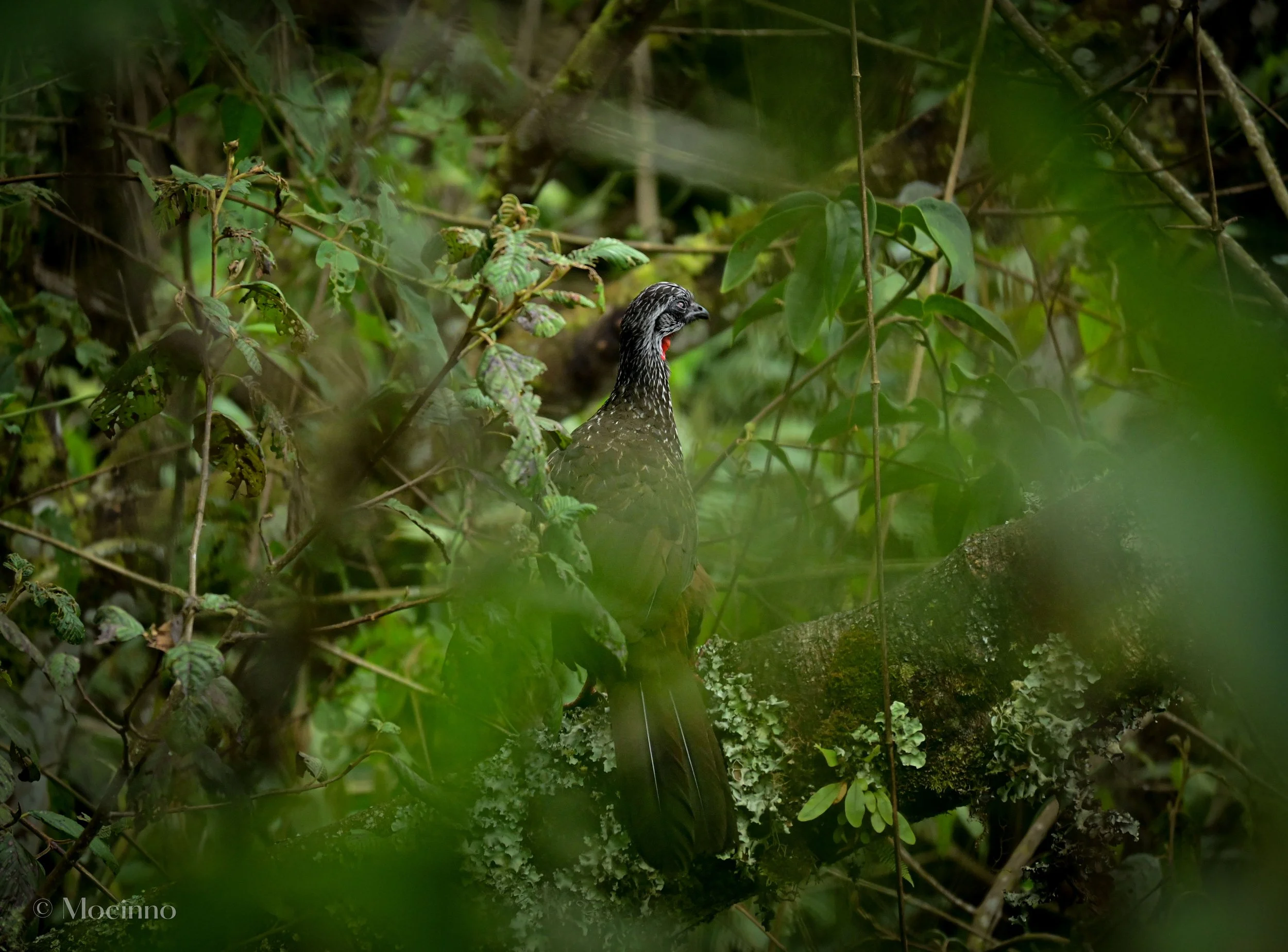 Andean guan (Penelope montagnii), LC, Inca Trail, Macchu Picchu