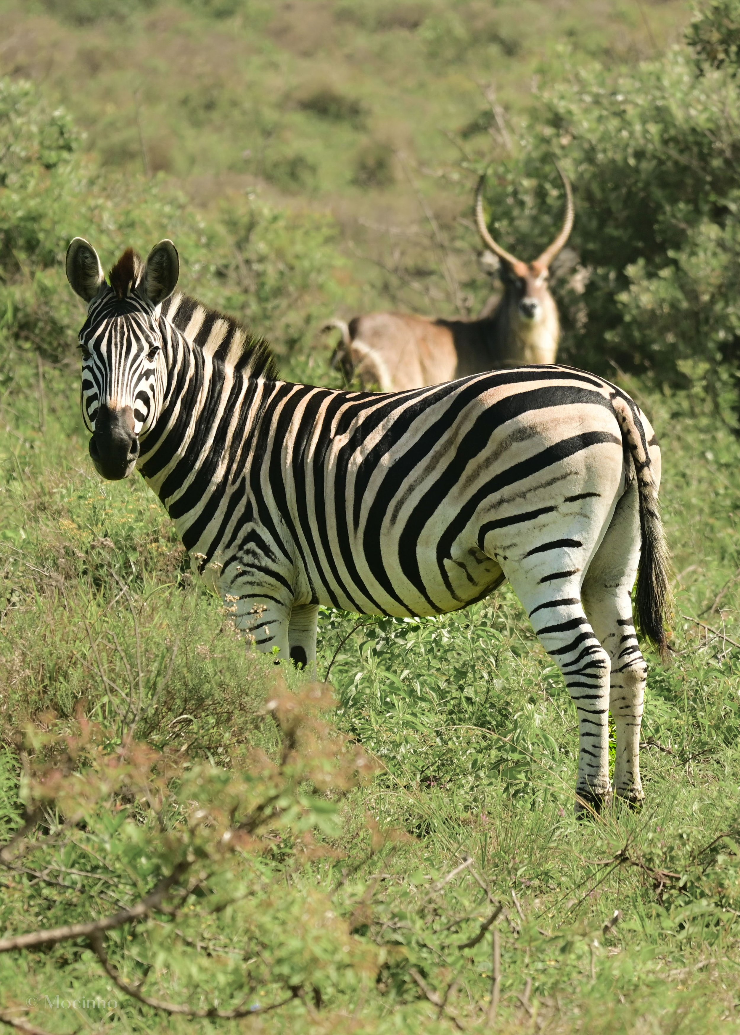  Burchell's zebra (Equus quagga), NT, iSimangaliso Wetland Park