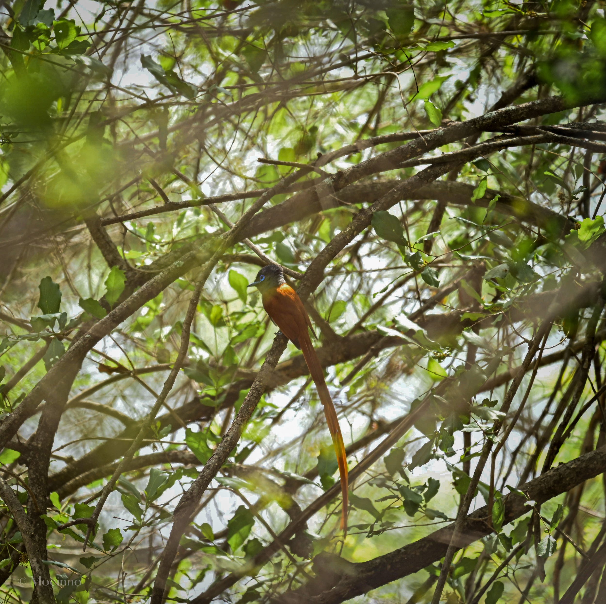 African paradise flycatcher (Terpsiphone viridis), LC, Kruger National Park