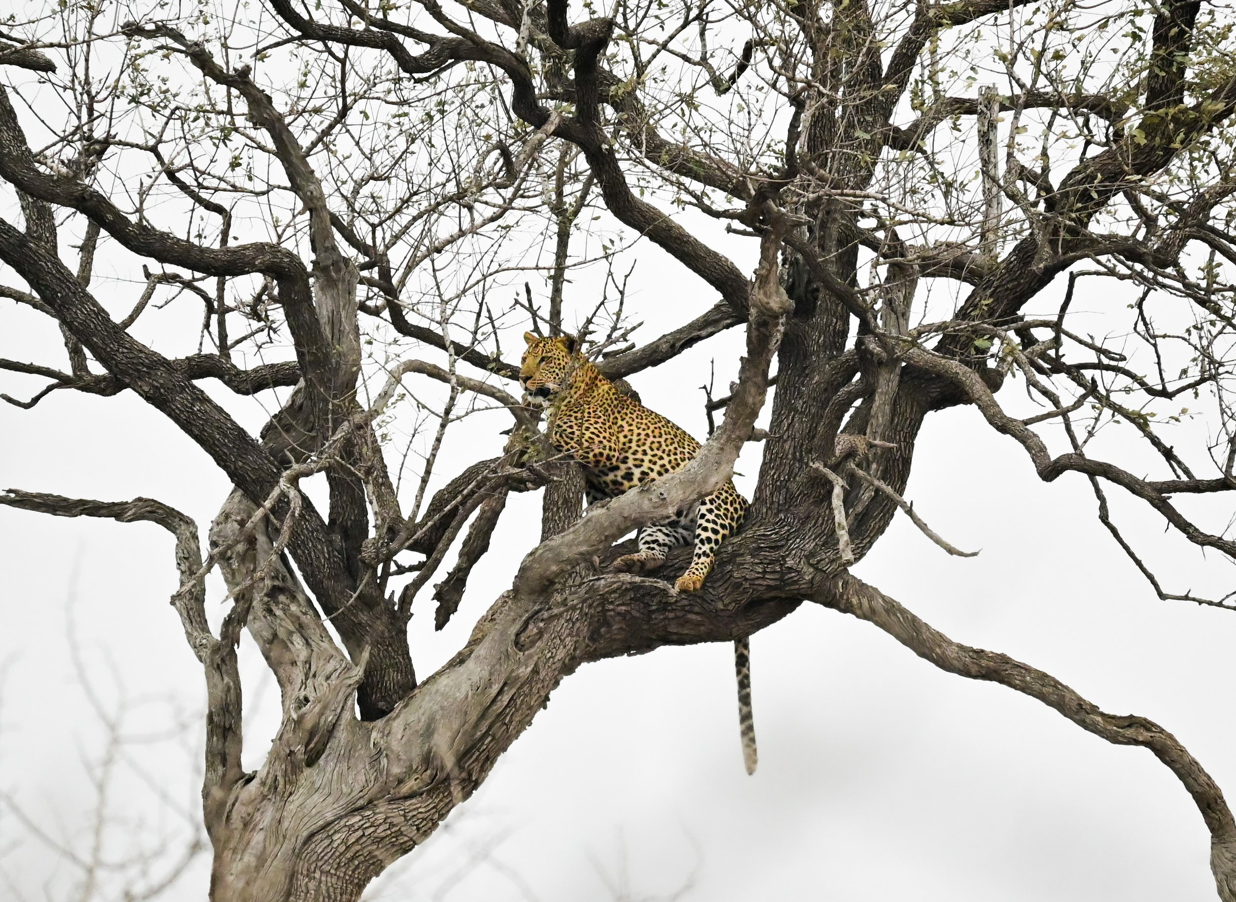 African leopard (Panthera pardus pardus), VU, Kruger National Park