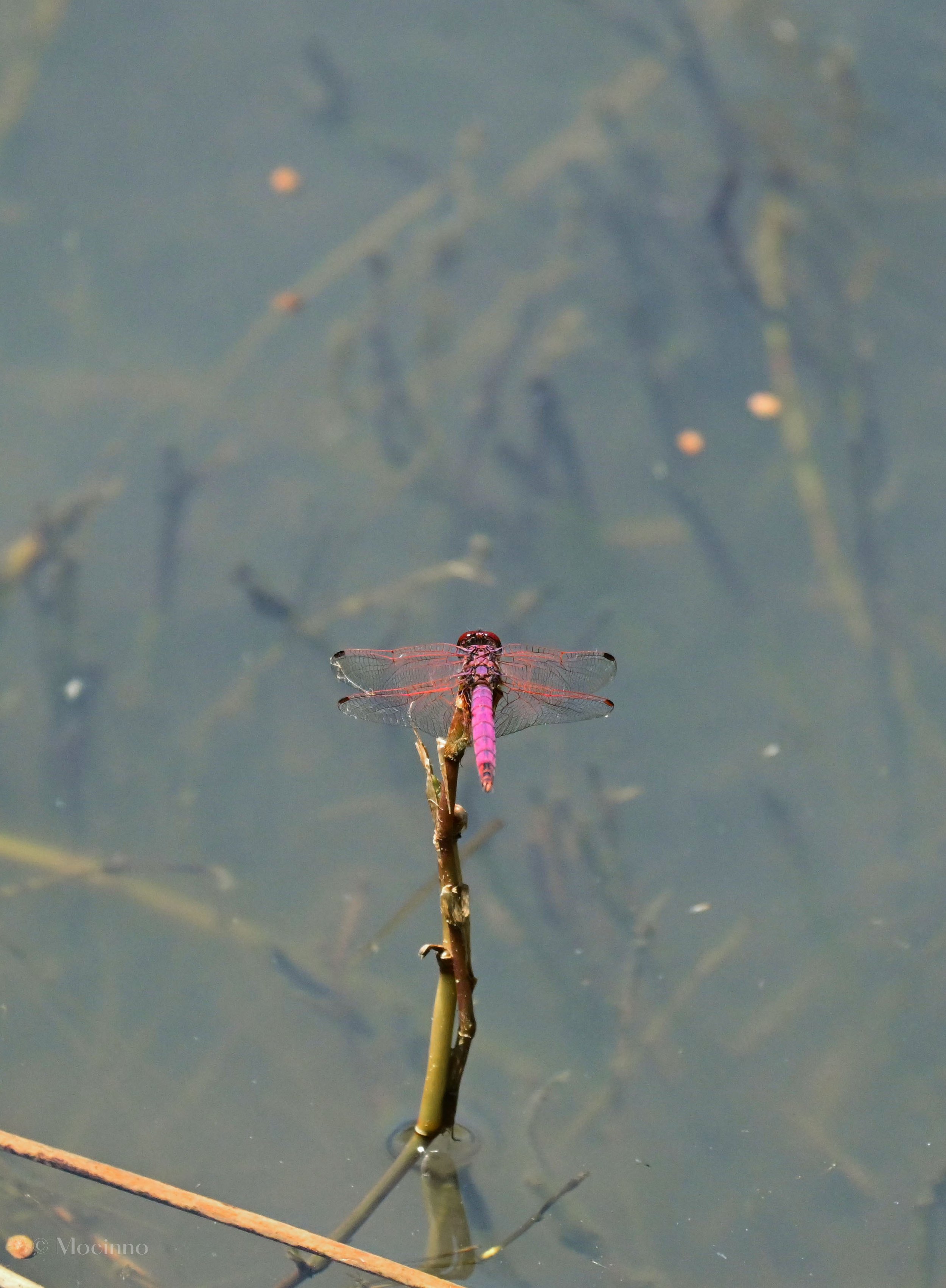 iSimangaliso Wetland Park
