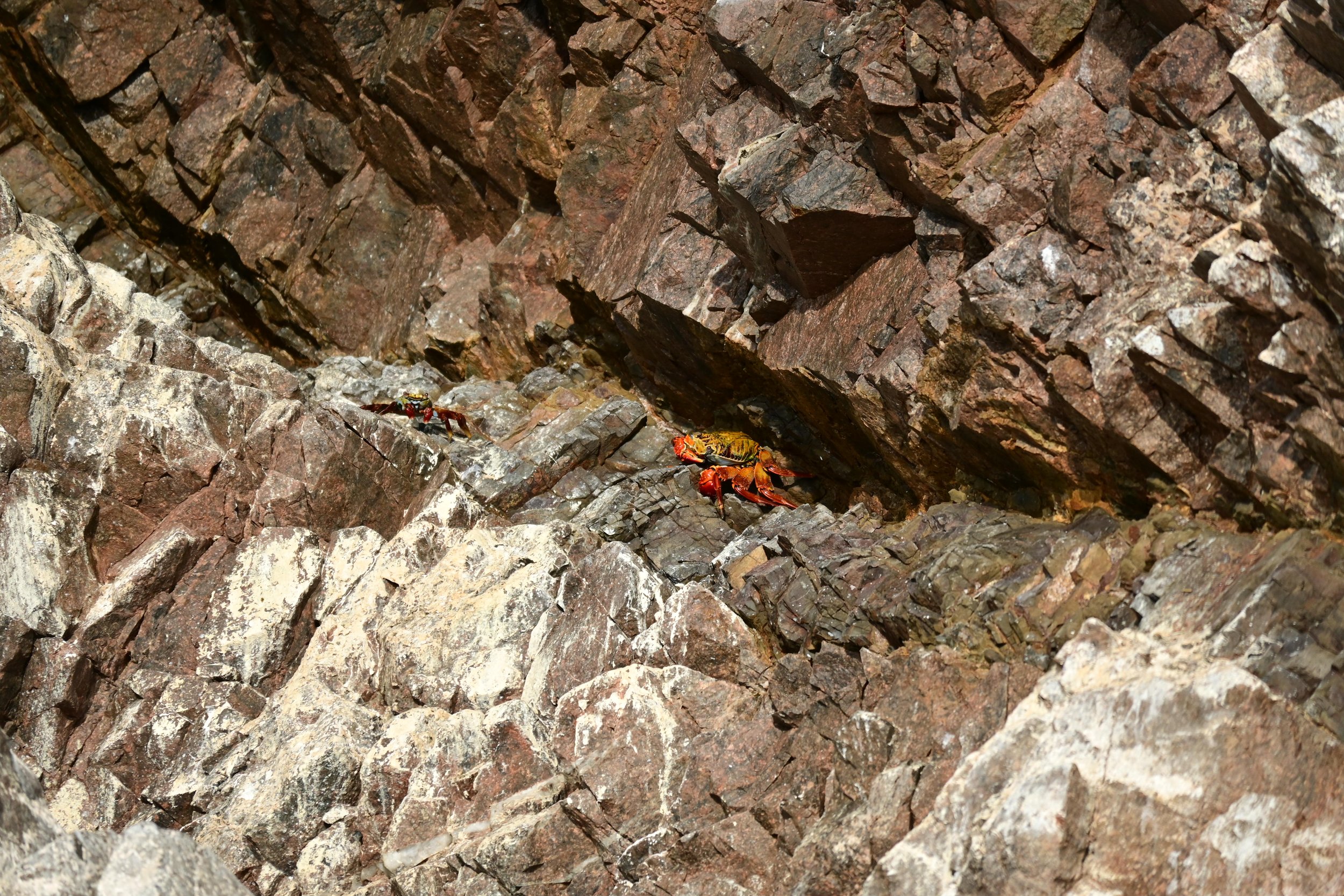 Red Rock Crab (Grapsus grapsus), LC,
Islas Ballestas, Perú