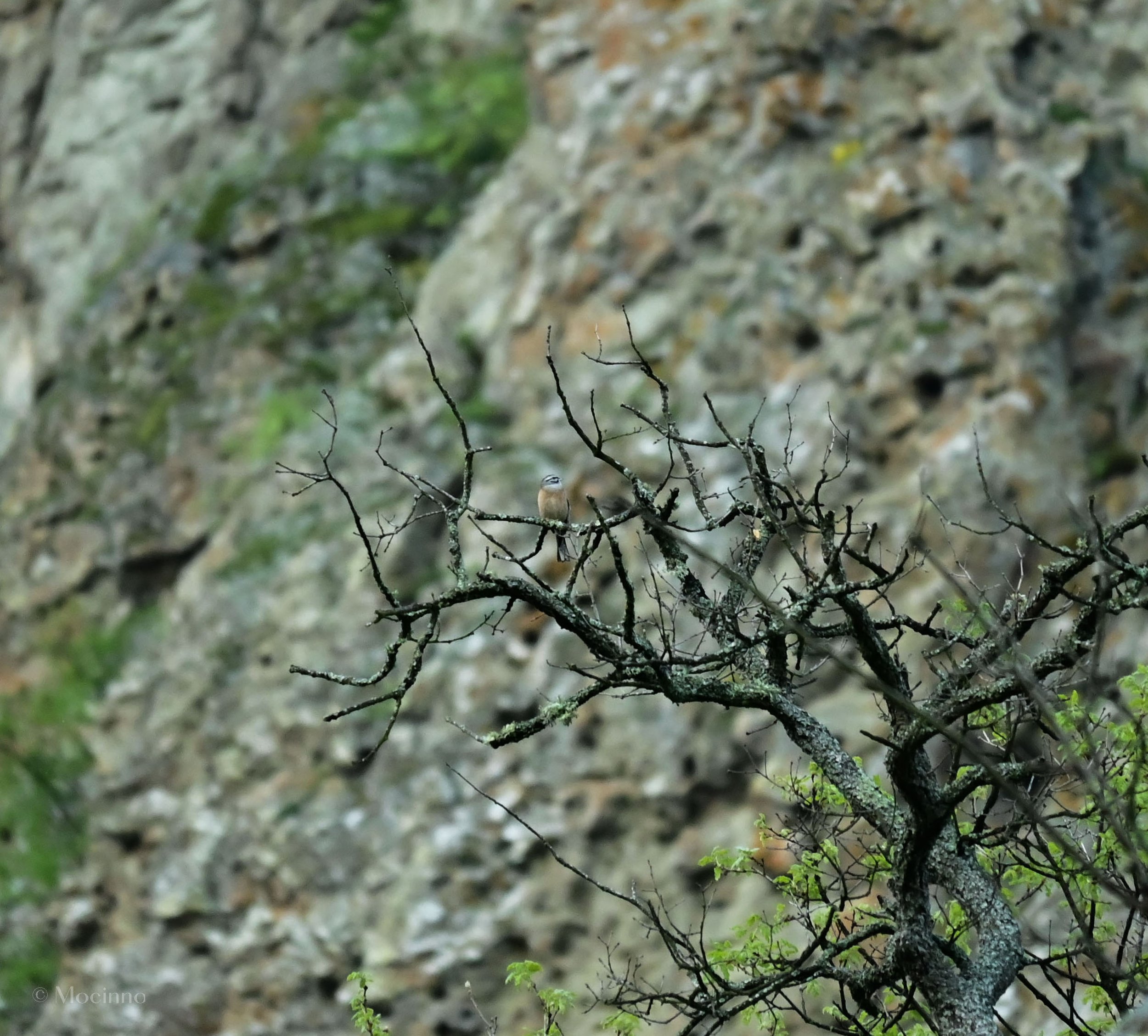 Rock Bunting (Emberiza cia), LC, Rhodope Mountains, Bulgaria
