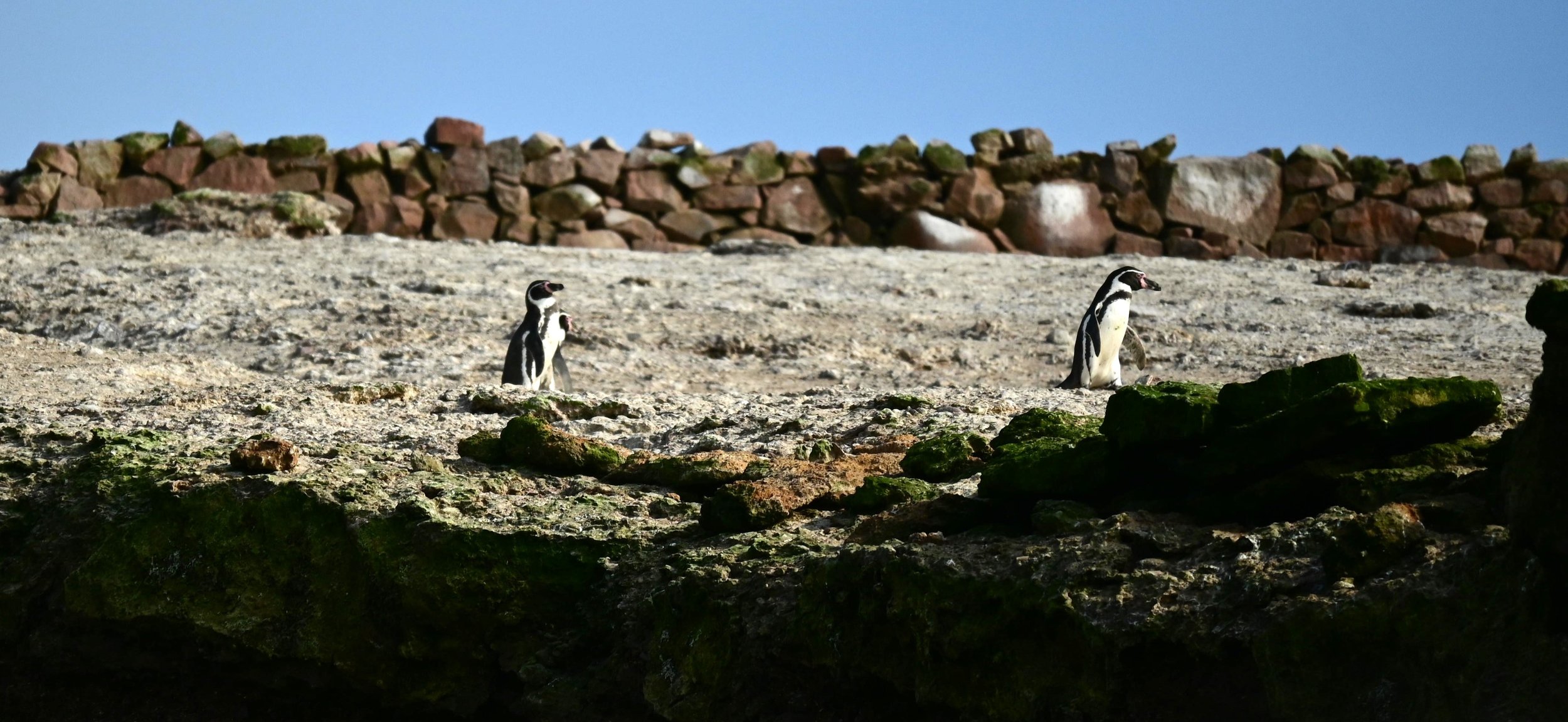Humboldt penguin (Spheniscus humboldti), VU,
Islas Ballestas, Perú