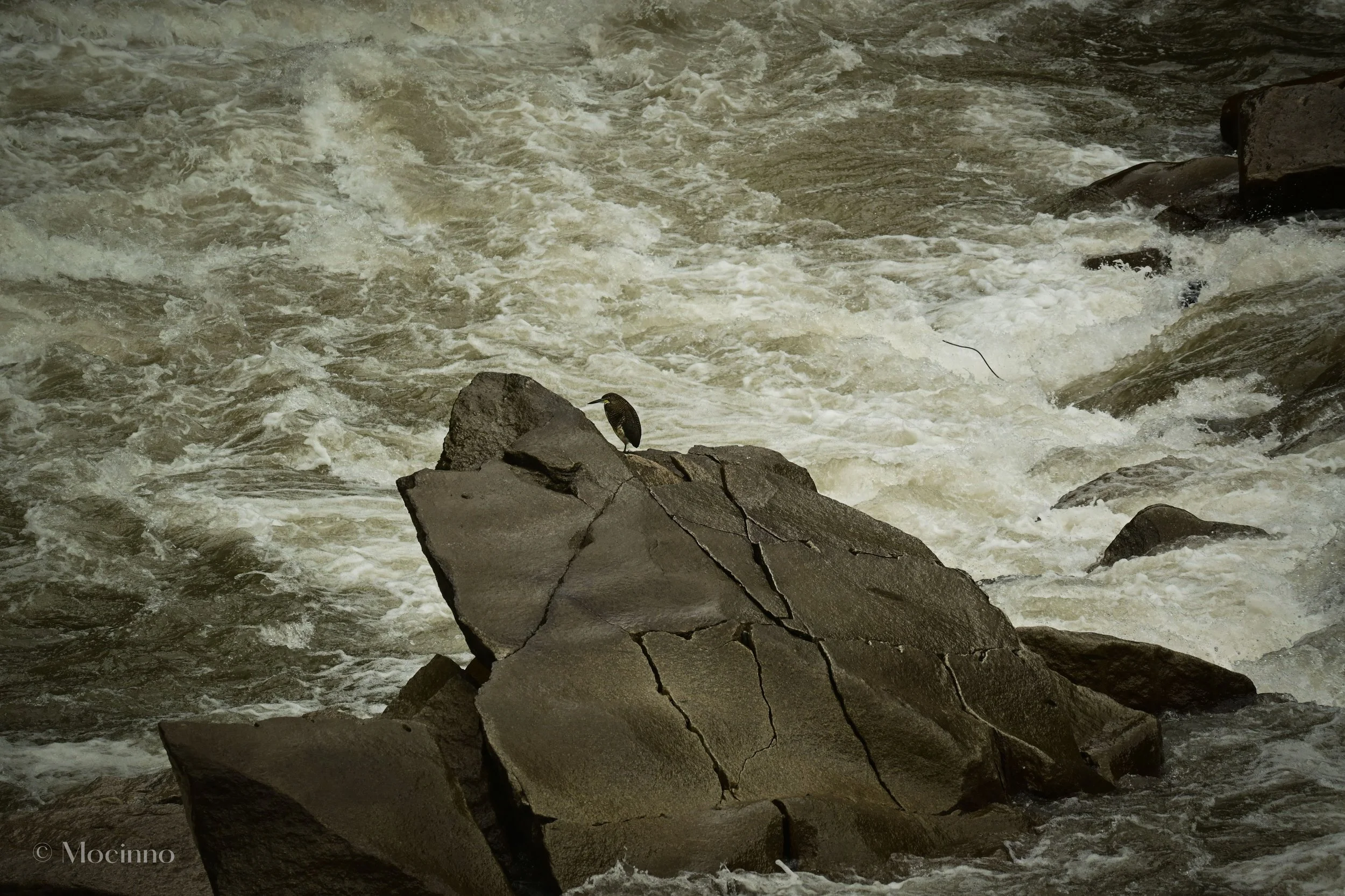 DSC_1333.jpg