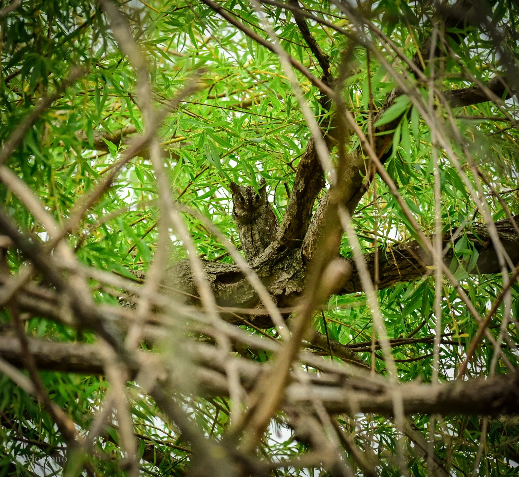 Eurasian Scops Owl (Otus scops), LC, Madzharovo, Bulgaria
