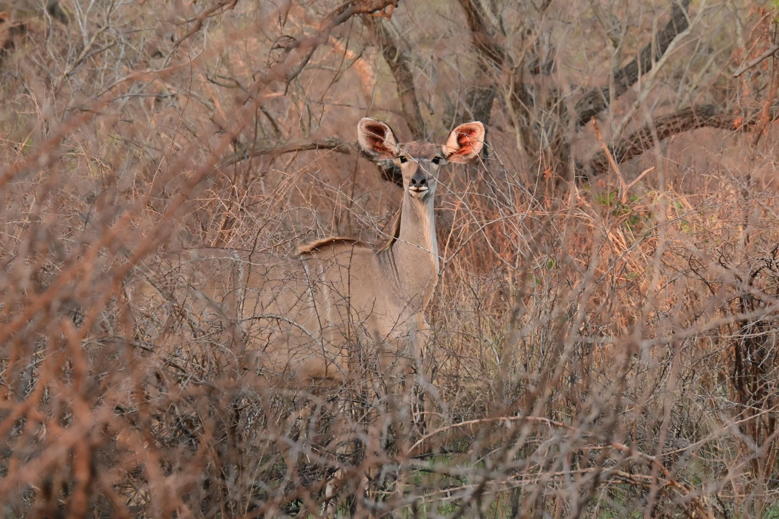iSimangaliso Wetland Park