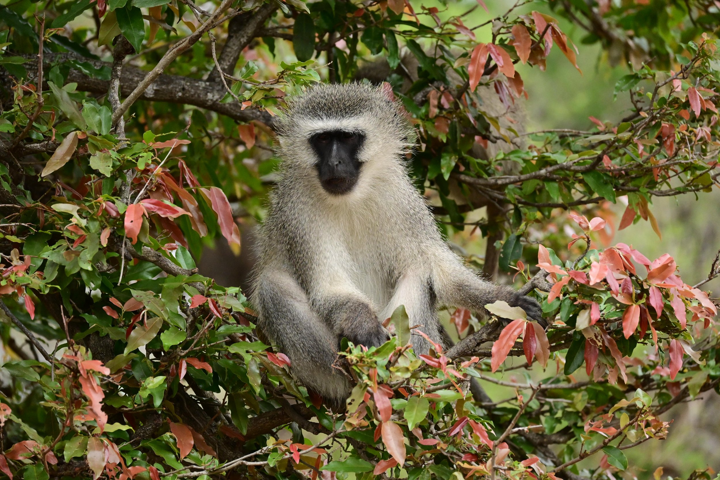 Vervet Monkey (Chlorocebus pygerythrus), LC, Kruger National Park 