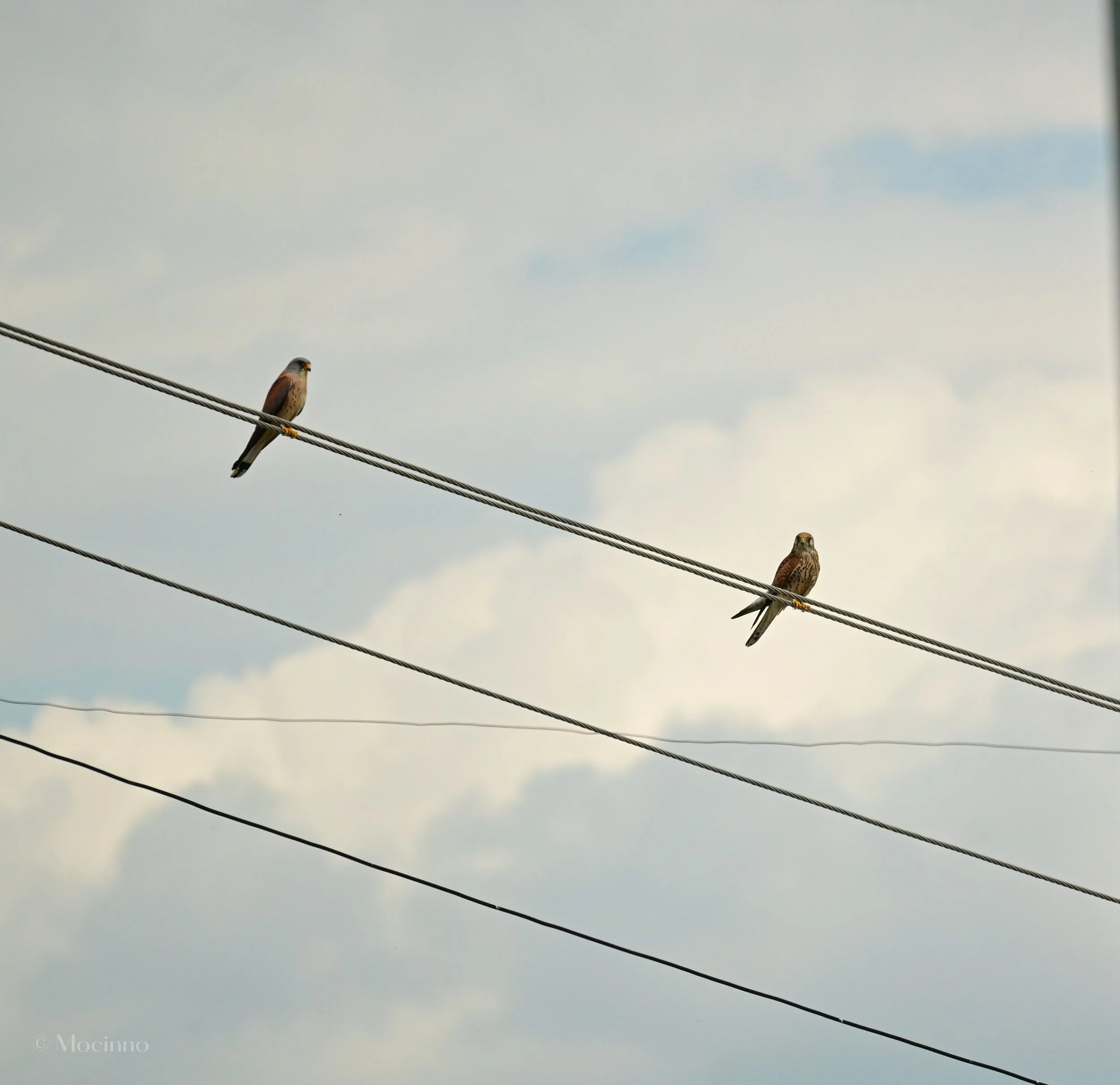 Two kestrels perched on parallel power lines against an overcast sky.