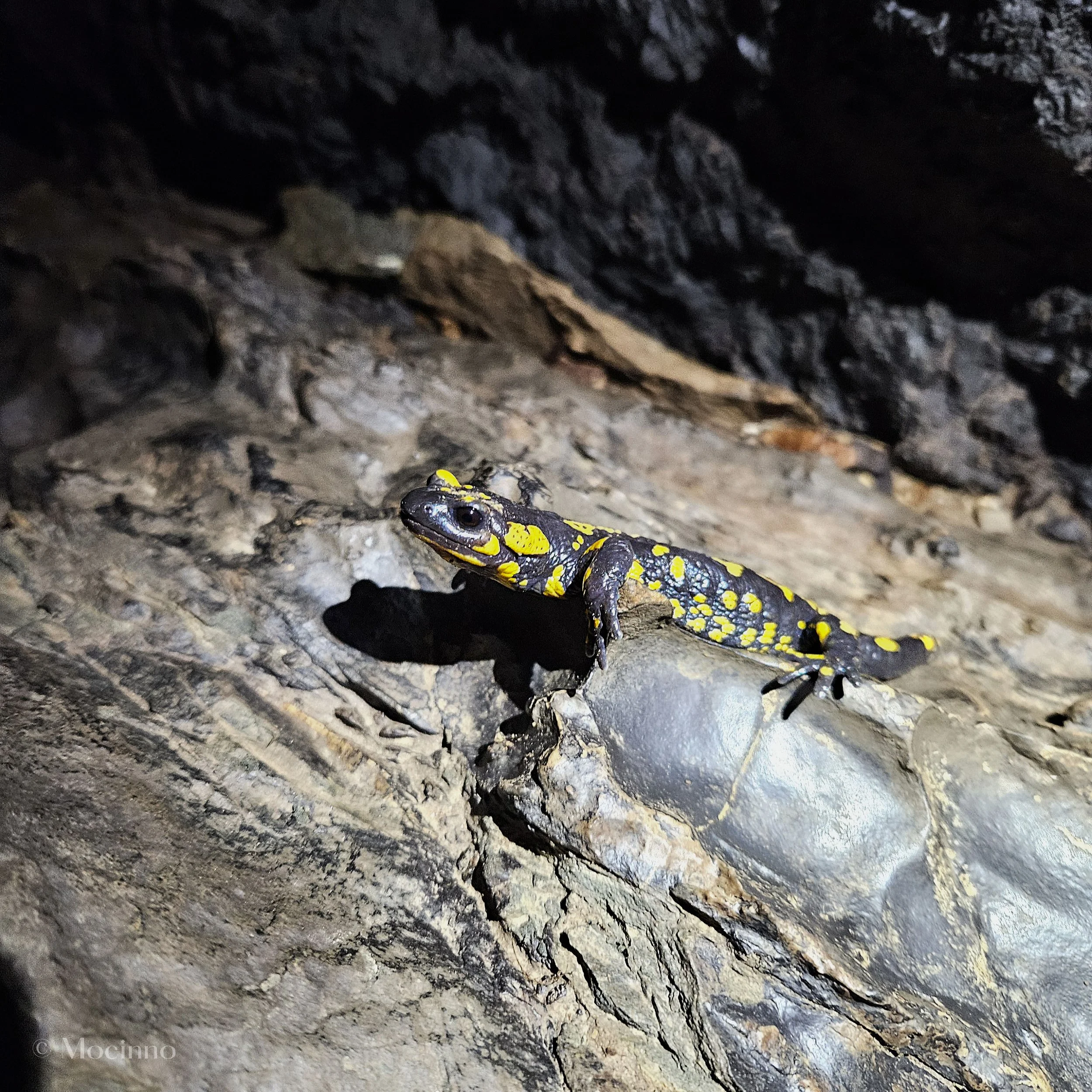 Caving