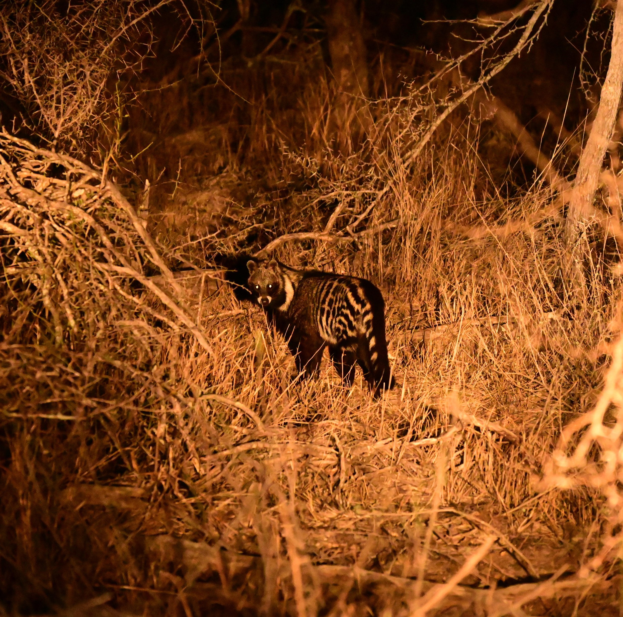 African civet (Civettictis civetta), LC, Kruger National Park