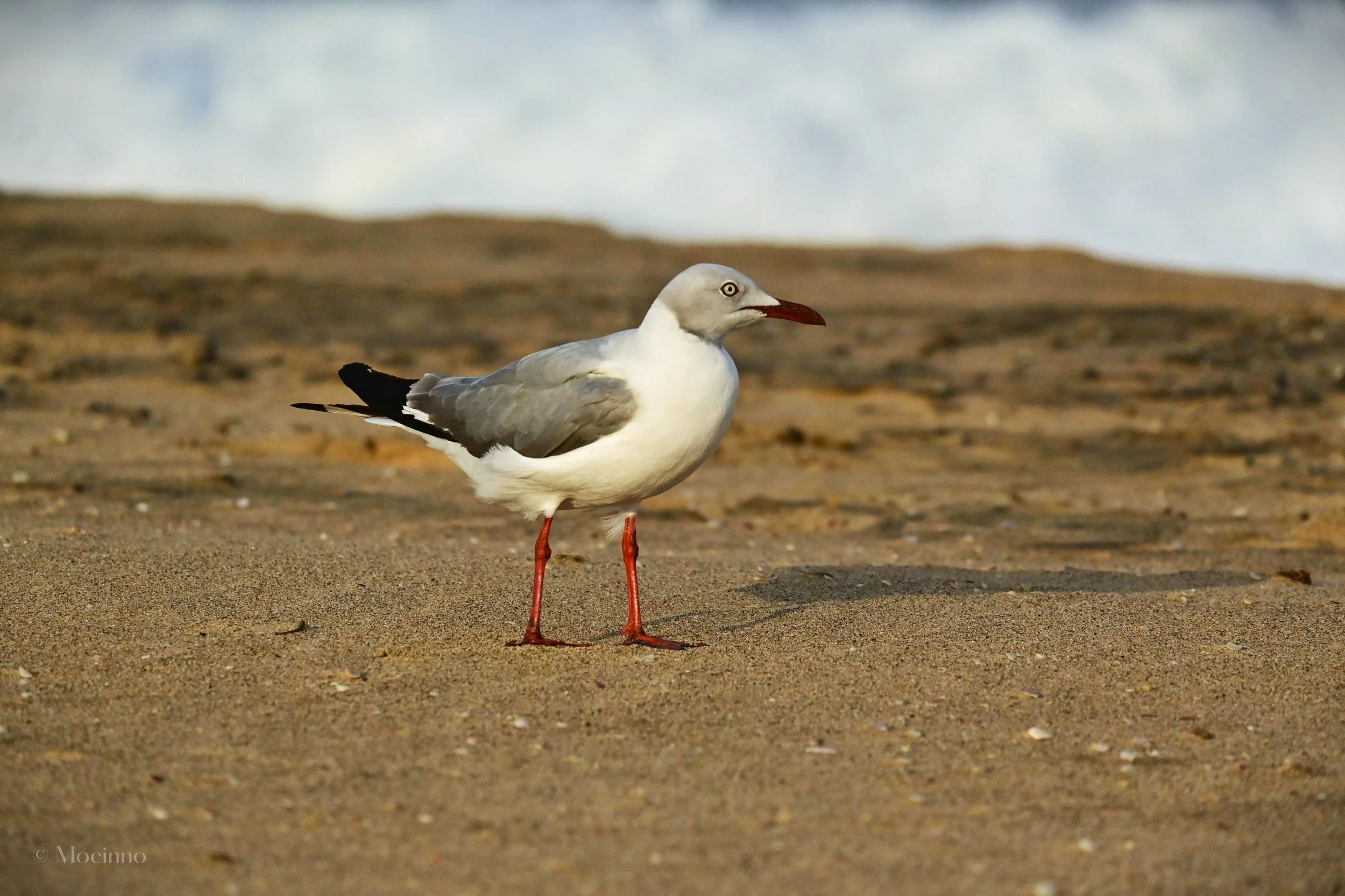 Grey-headed Gull (Chroicocephalus cirrocephalus), LC, iSimangaliso Wetland Park