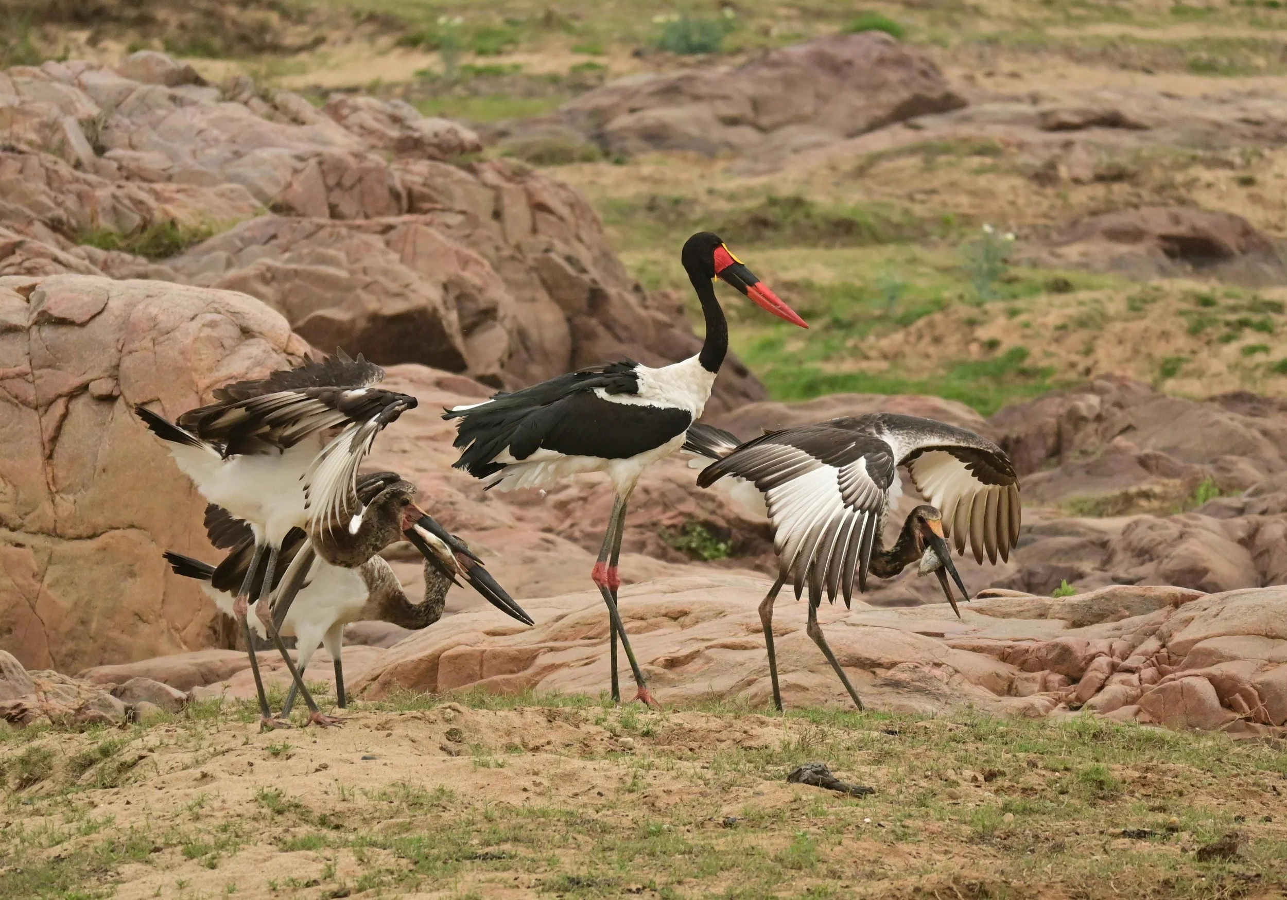 Saddle-billed Storks (Ephippiorhynchus senegalensis), LC, Kruger National Park