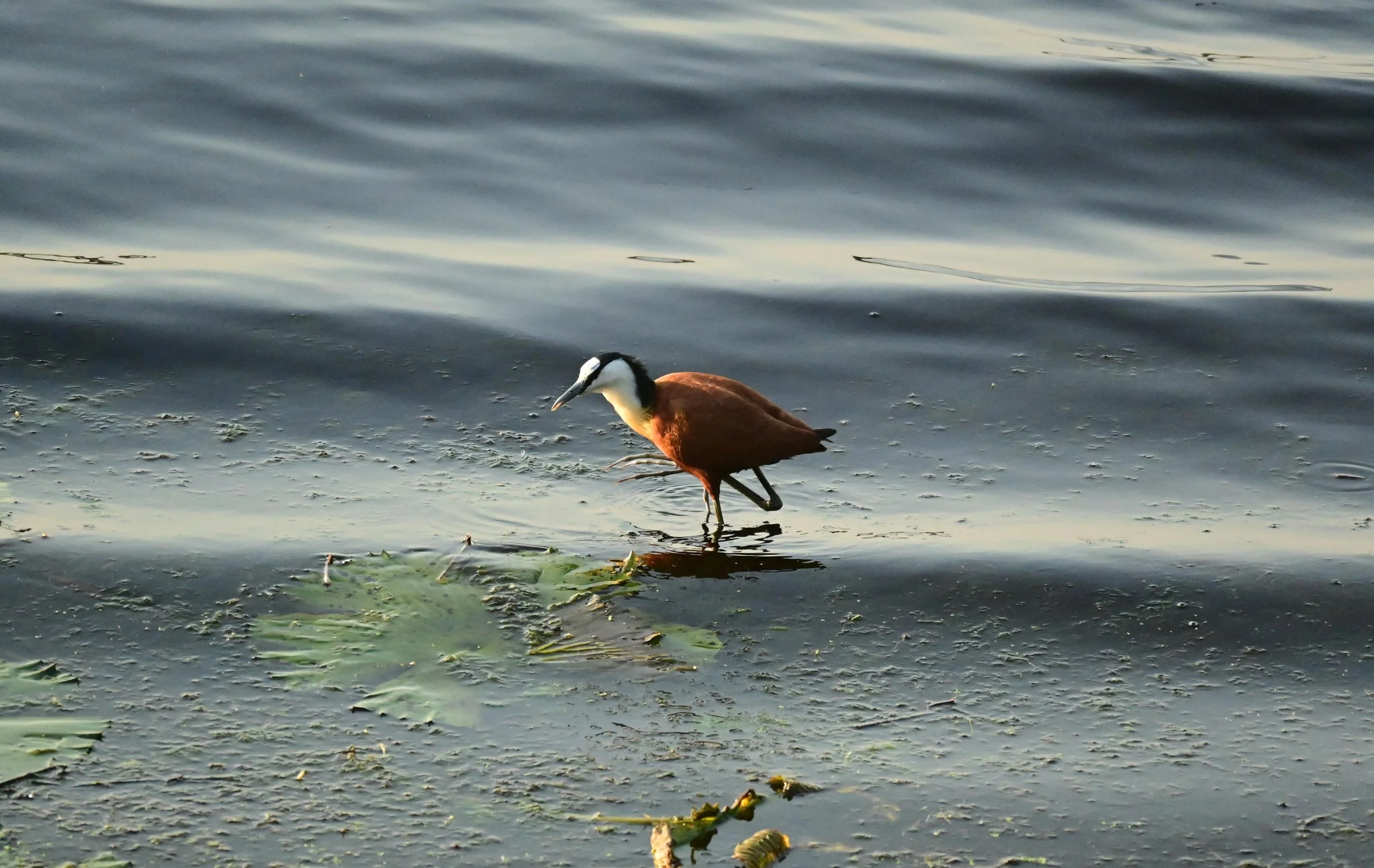 African jacana (Actophilornis africanus), LC, iSimangaliso Wetland Park